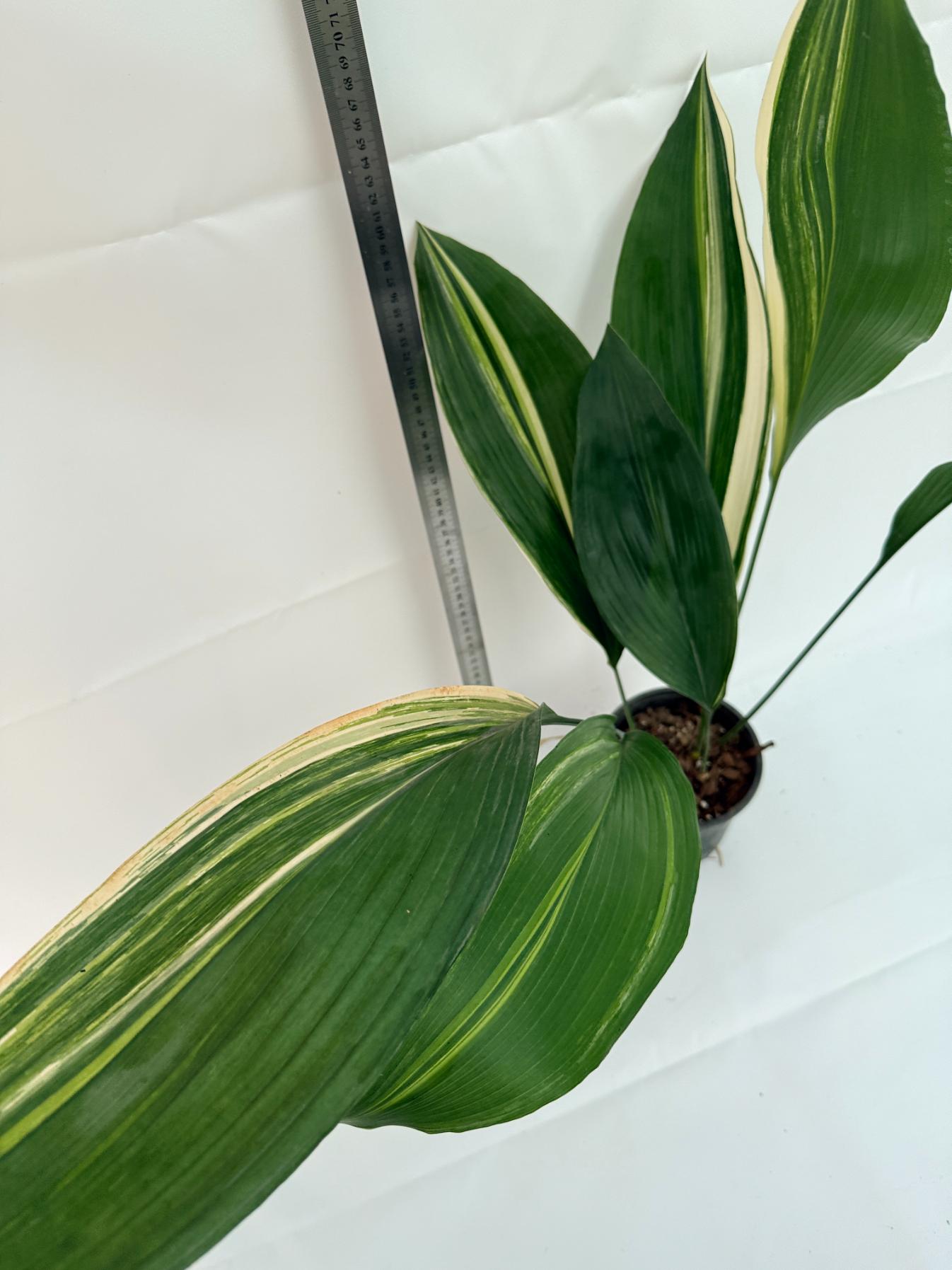 Aspidistra elatior variegata 4