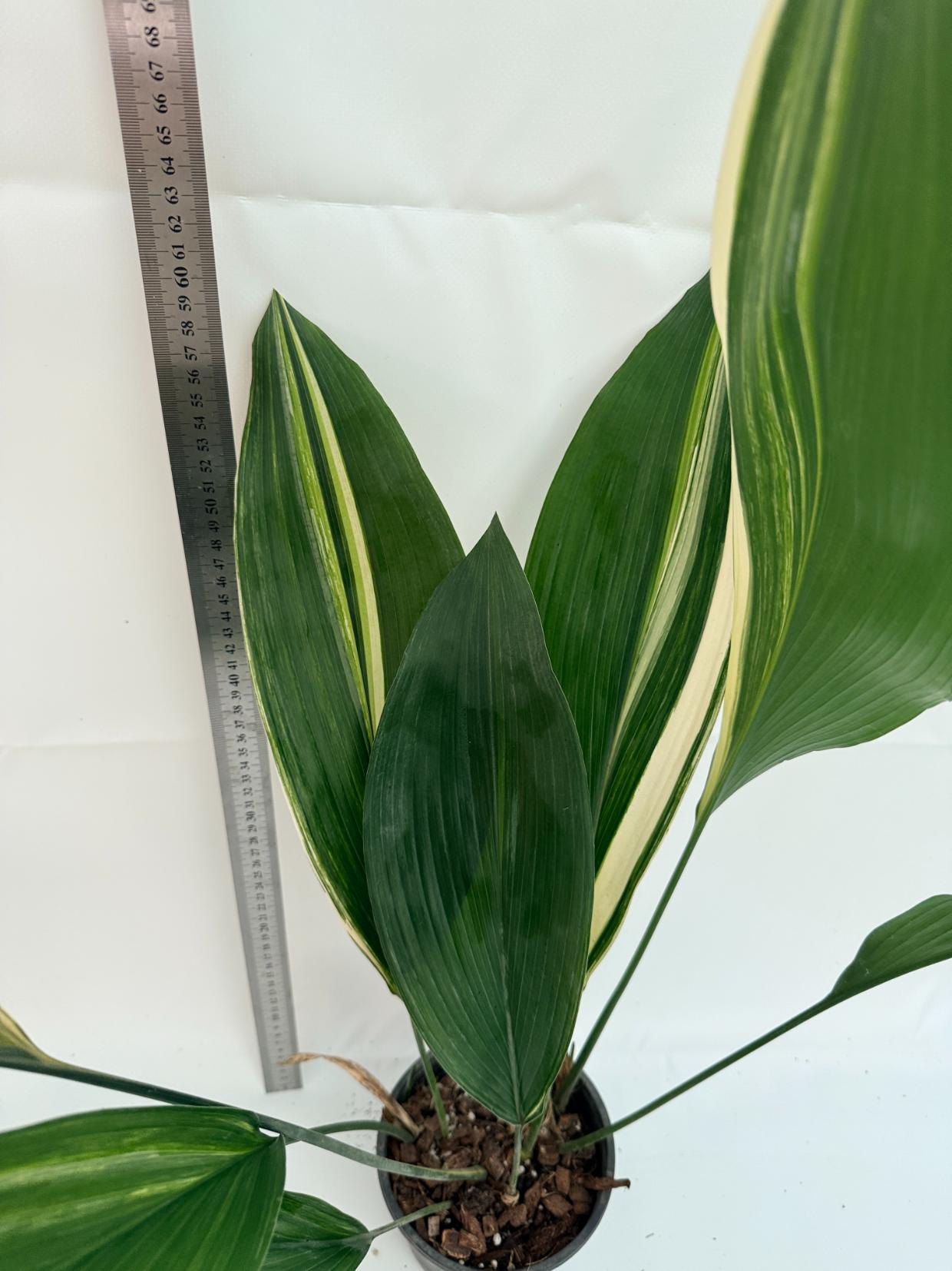 Aspidistra elatior variegata 5