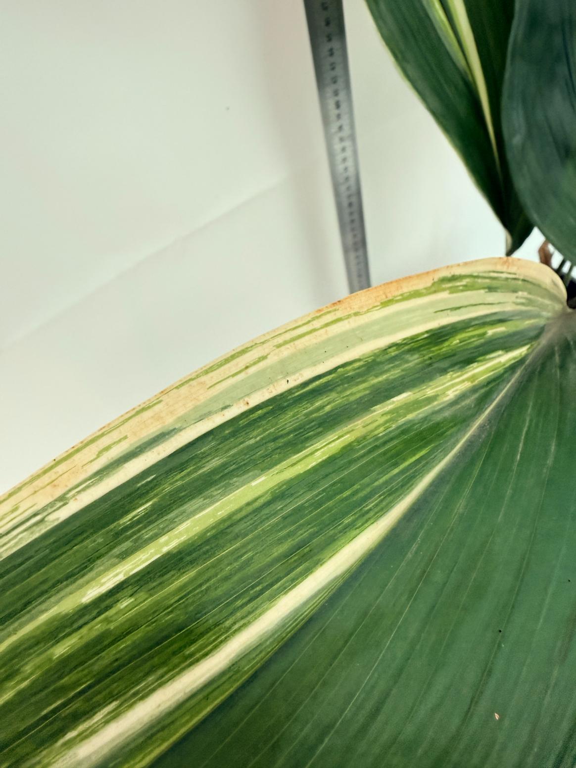Aspidistra elatior variegata 6