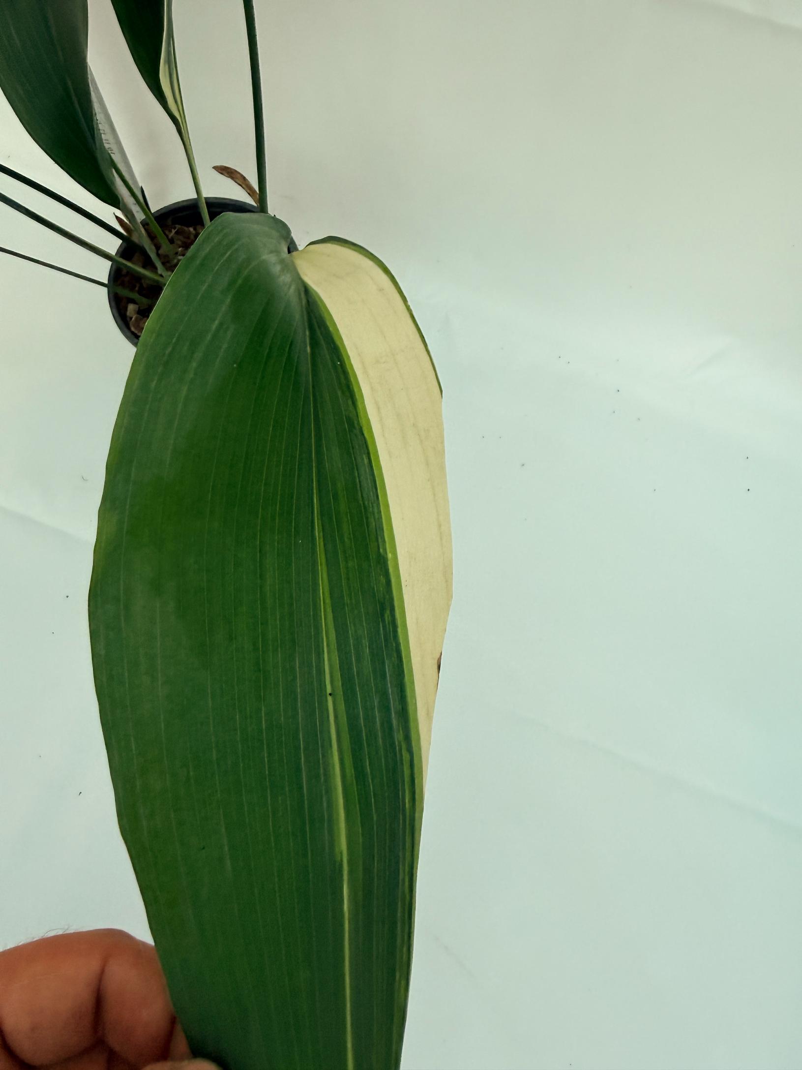 Aspidistra elatior variegata 7