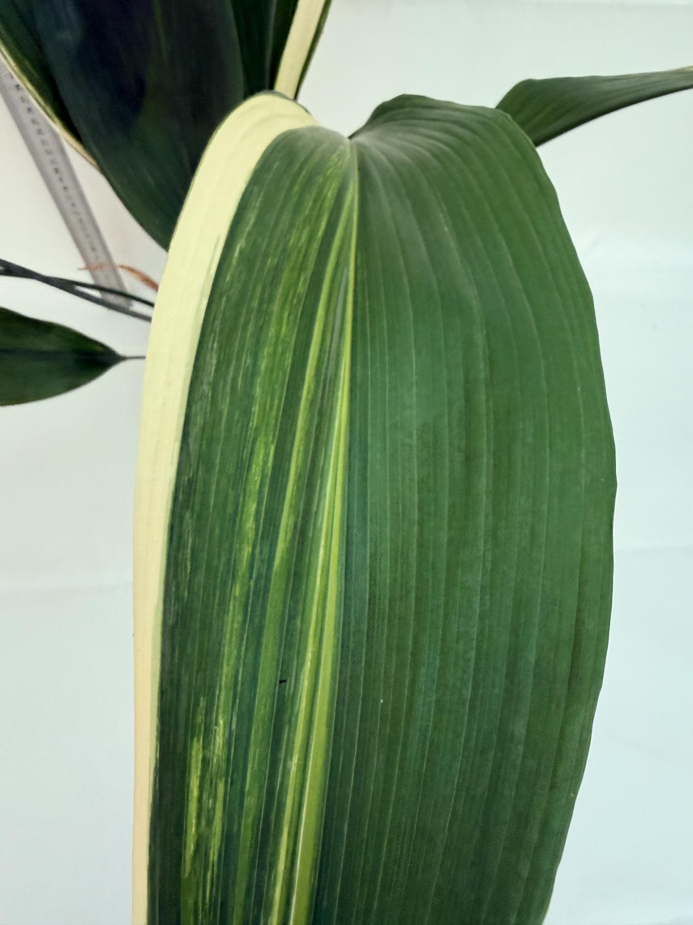 Aspidistra elatior variegata 8