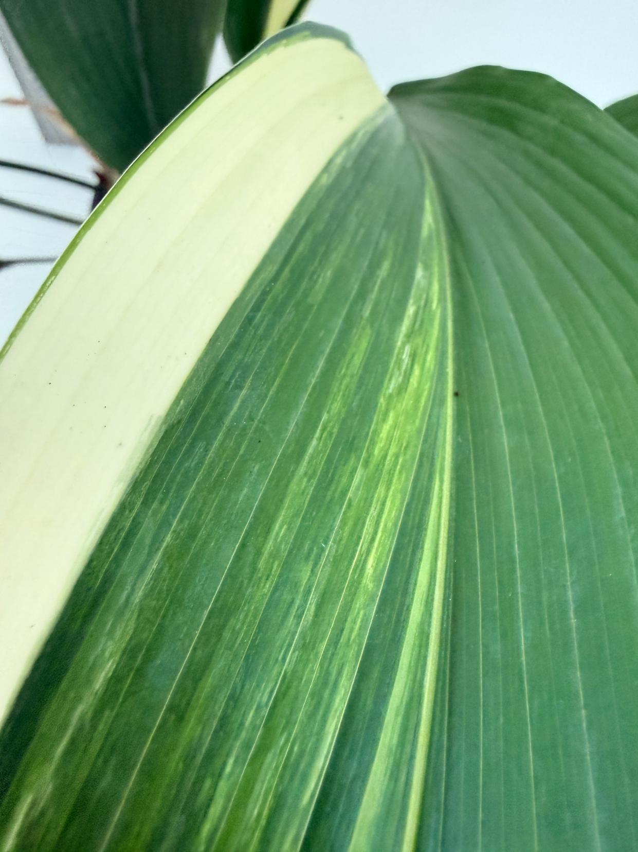 Aspidistra elatior variegata 9