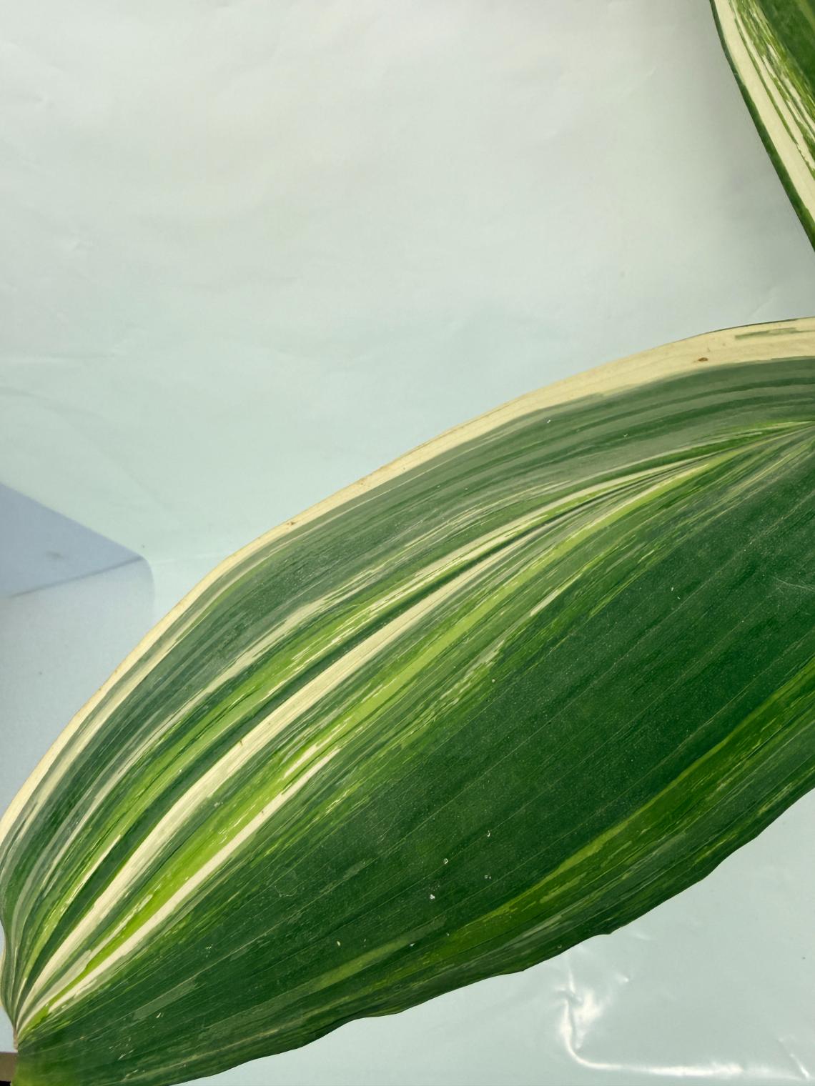Aspidistra Elatior Variegata