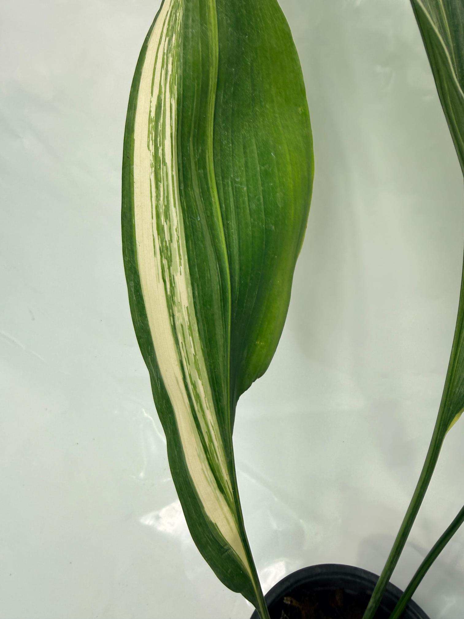 Aspidistra Elatior Variegata