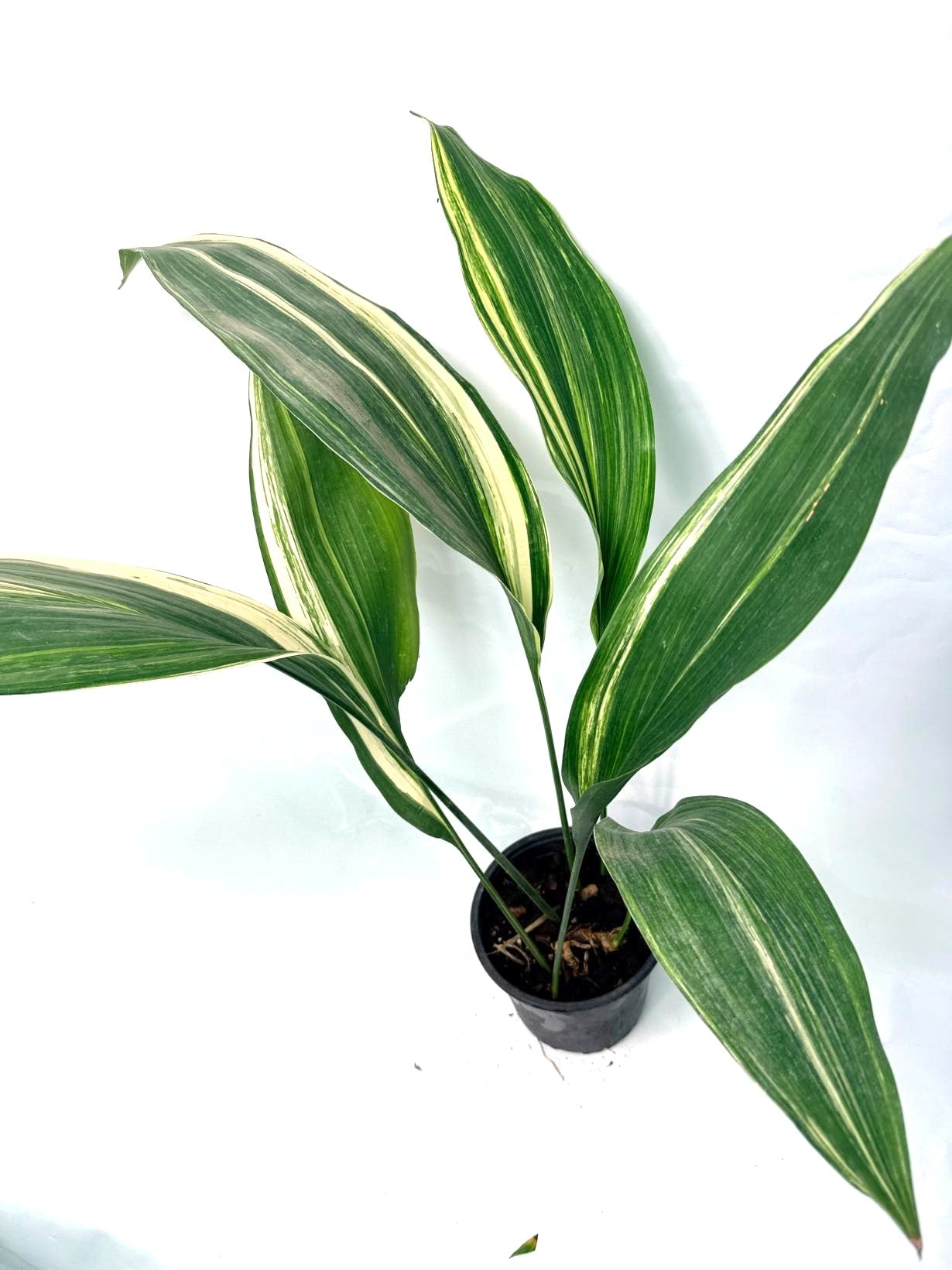 Aspidistra Elatior Variegata