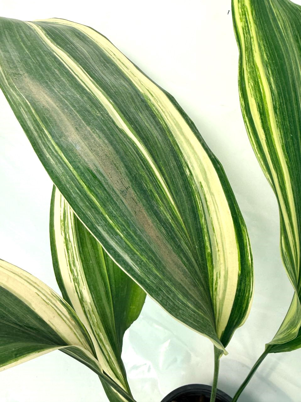 Aspidistra Elatior Variegata