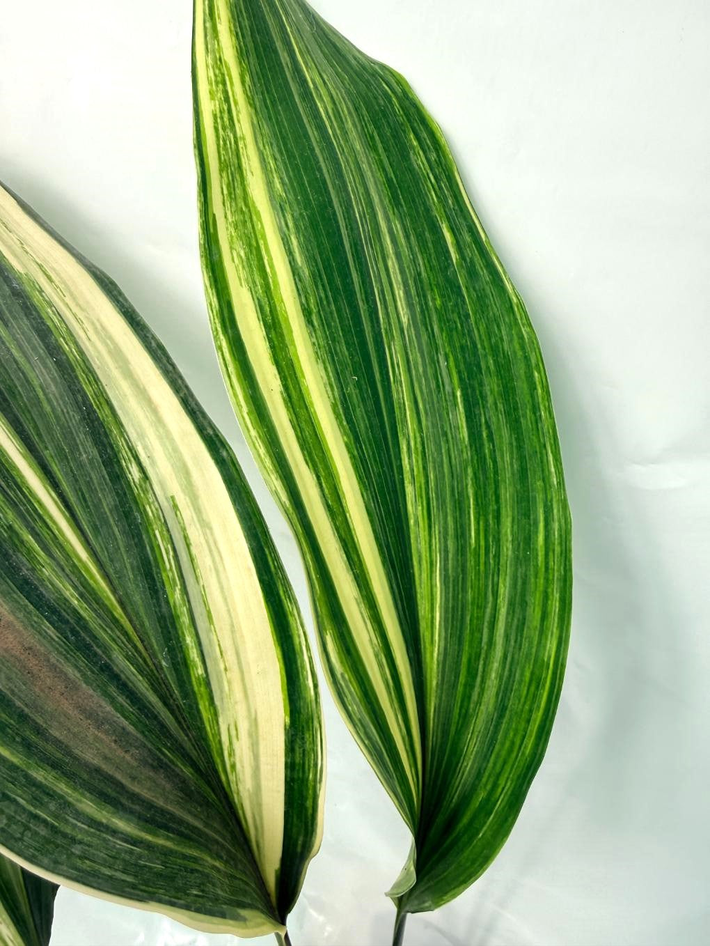 Aspidistra Elatior Variegata