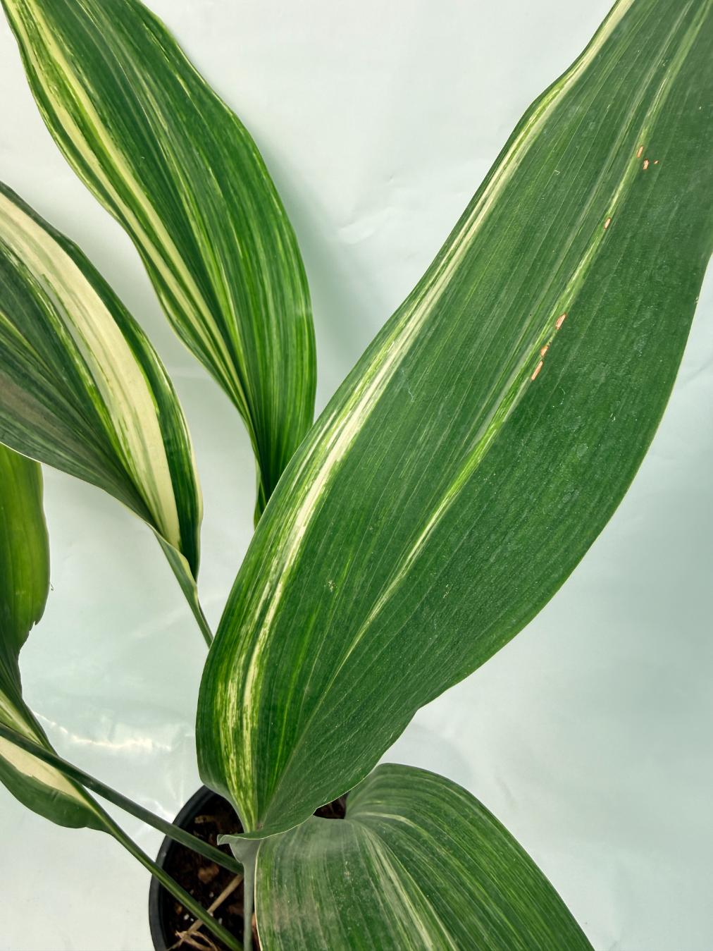 Aspidistra Elatior Variegata