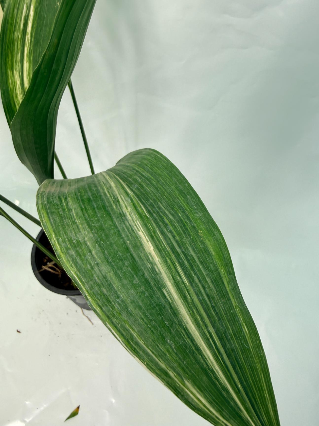 Aspidistra Elatior Variegata