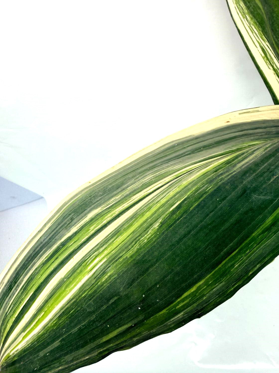 Aspidistra Elatior Variegata