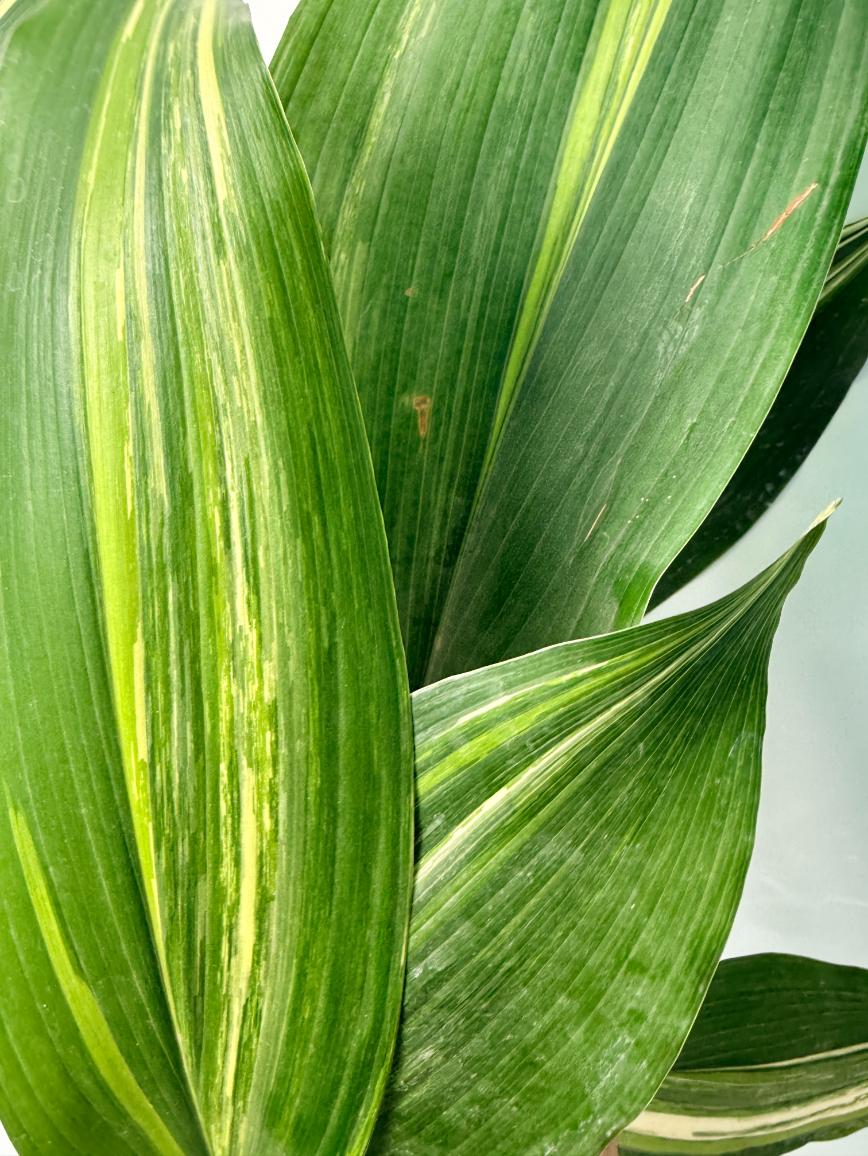Aspidistra Elatior Variegata