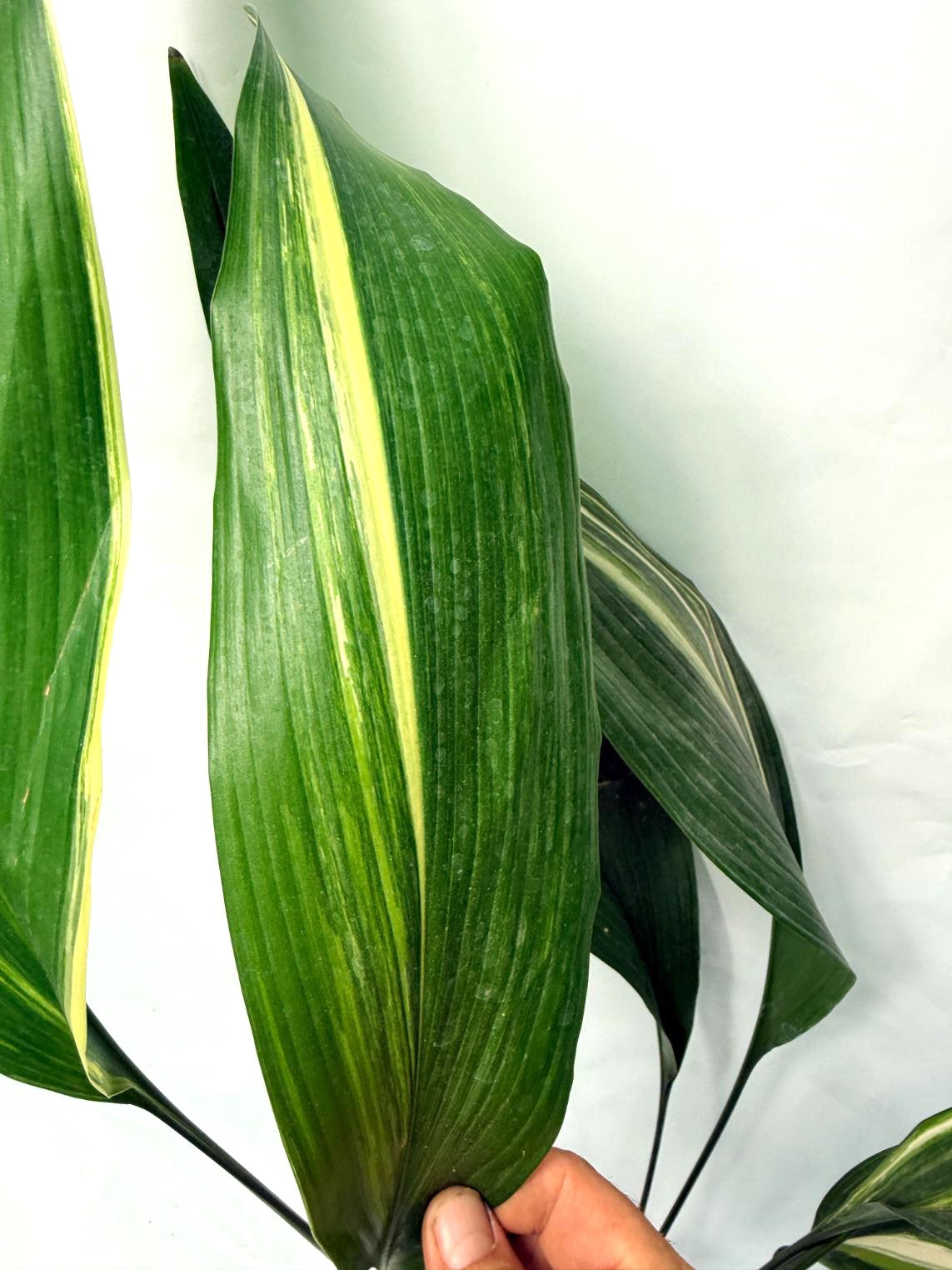 Aspidistra Elatior Variegata