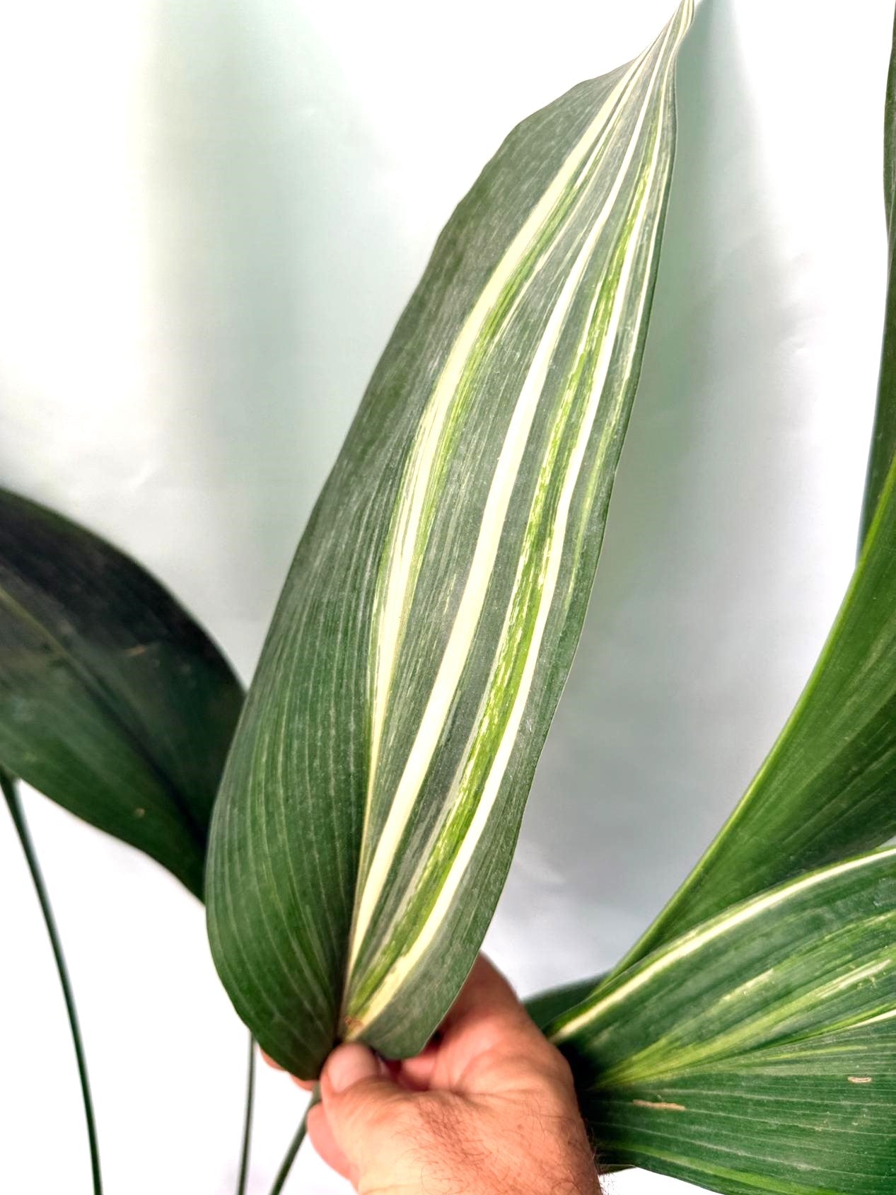 Aspidistra Elatior Variegata