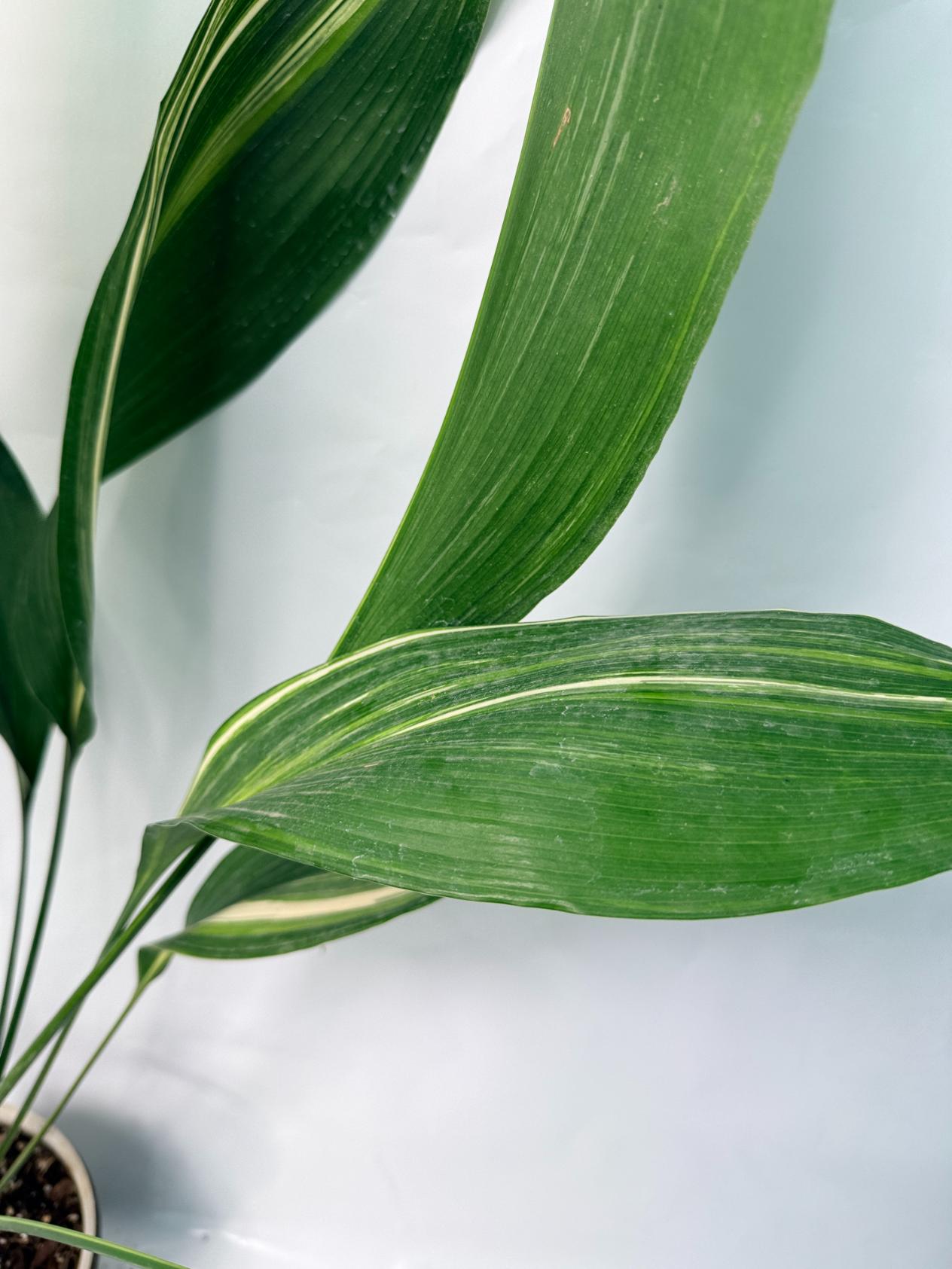 Aspidistra Elatior Variegata