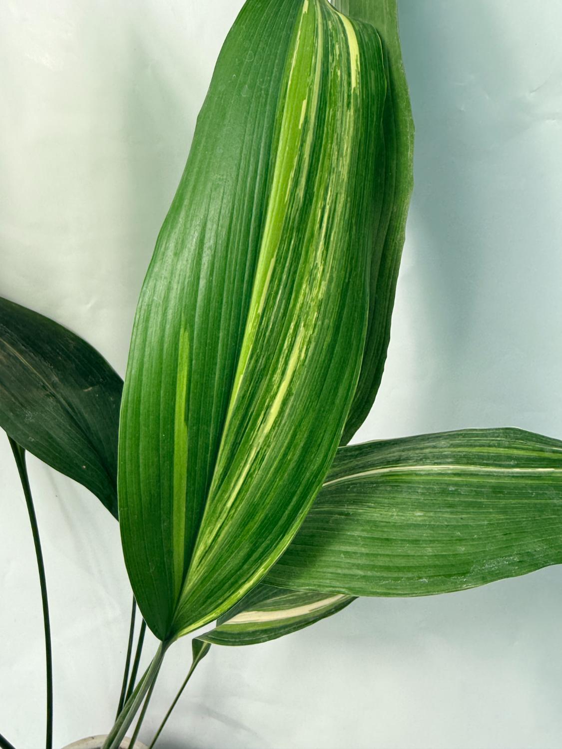 Aspidistra Elatior Variegata