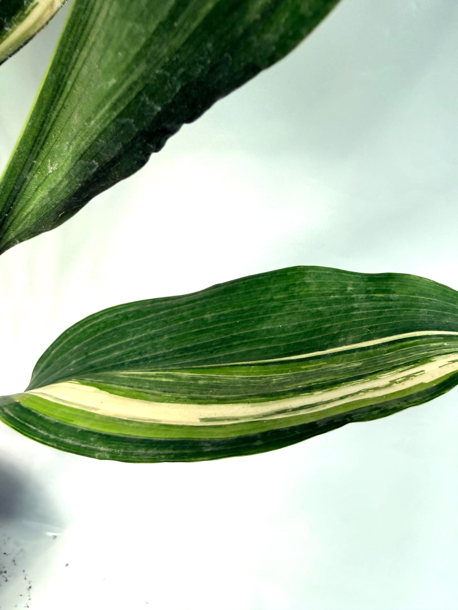 Aspidistra Elatior Variegata
