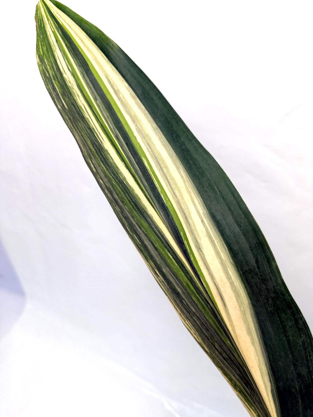 Aspidistra Elatior Variegata 