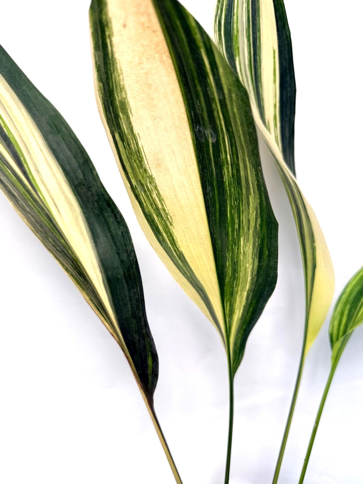 Aspidistra Elatior Variegata 