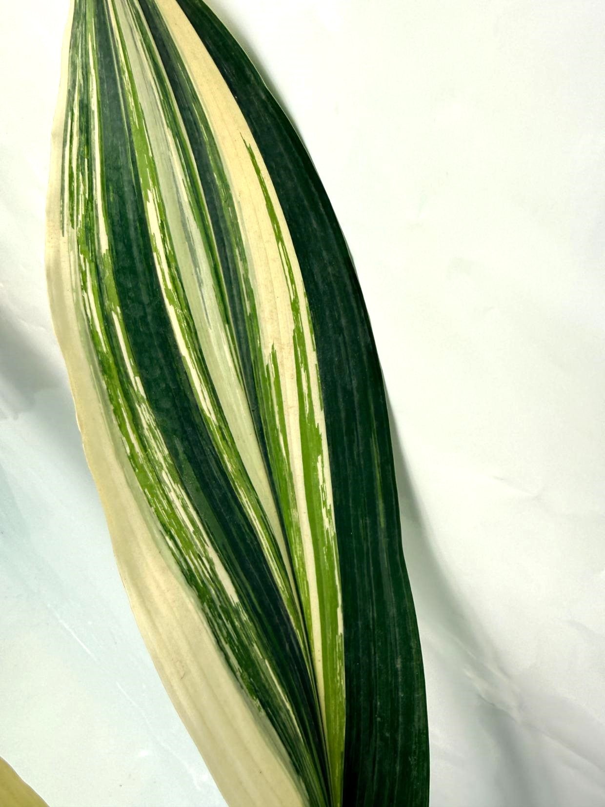 Aspidistra Elatior Variegata 