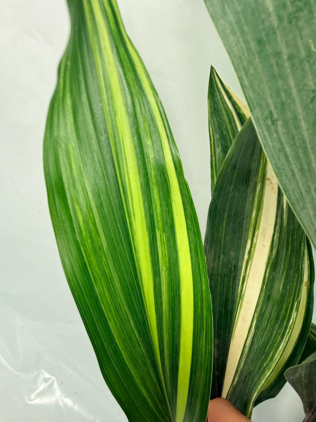 Aspidistra Elatior Variegata