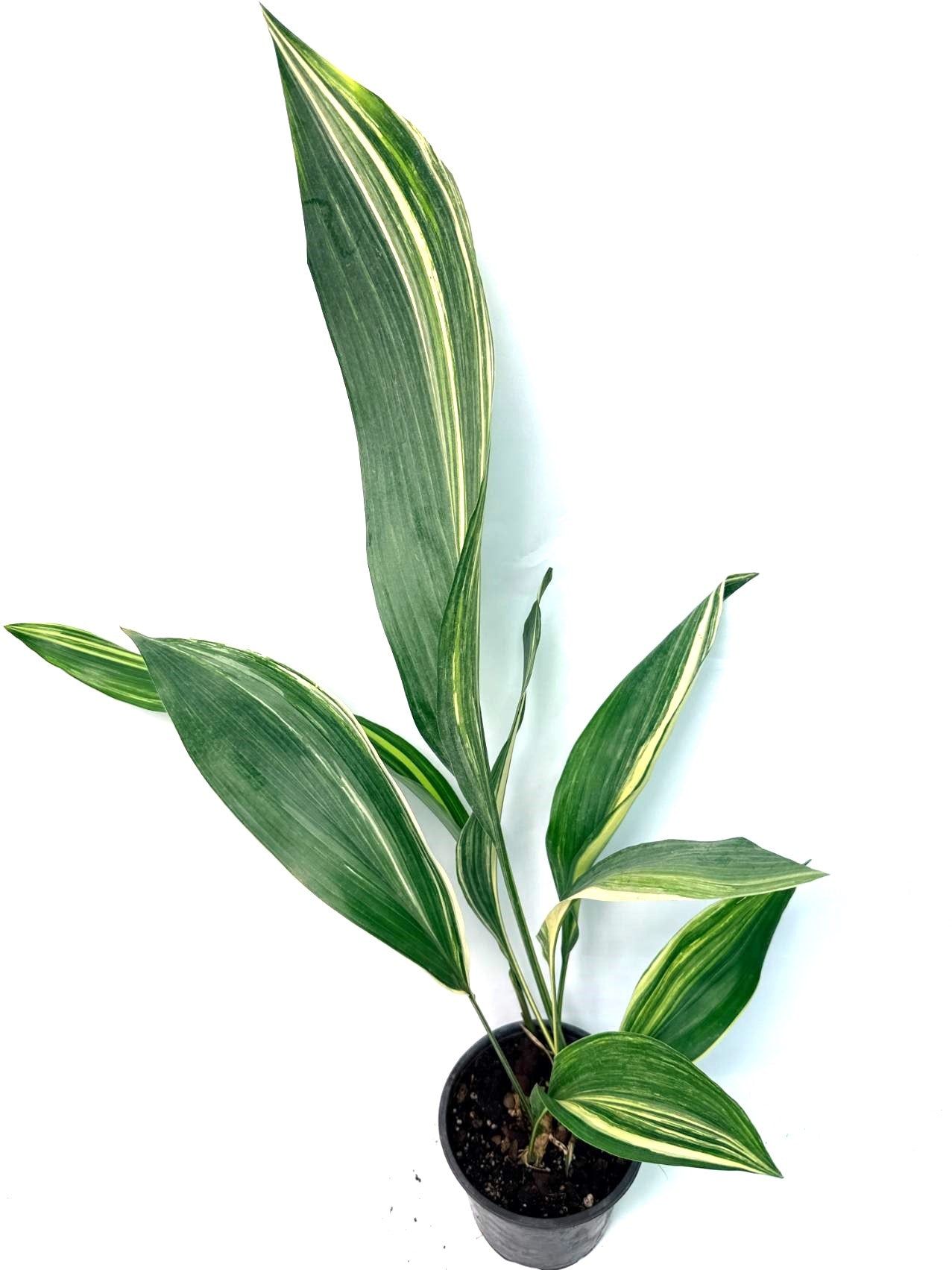 Aspidistra Elatior Variegata