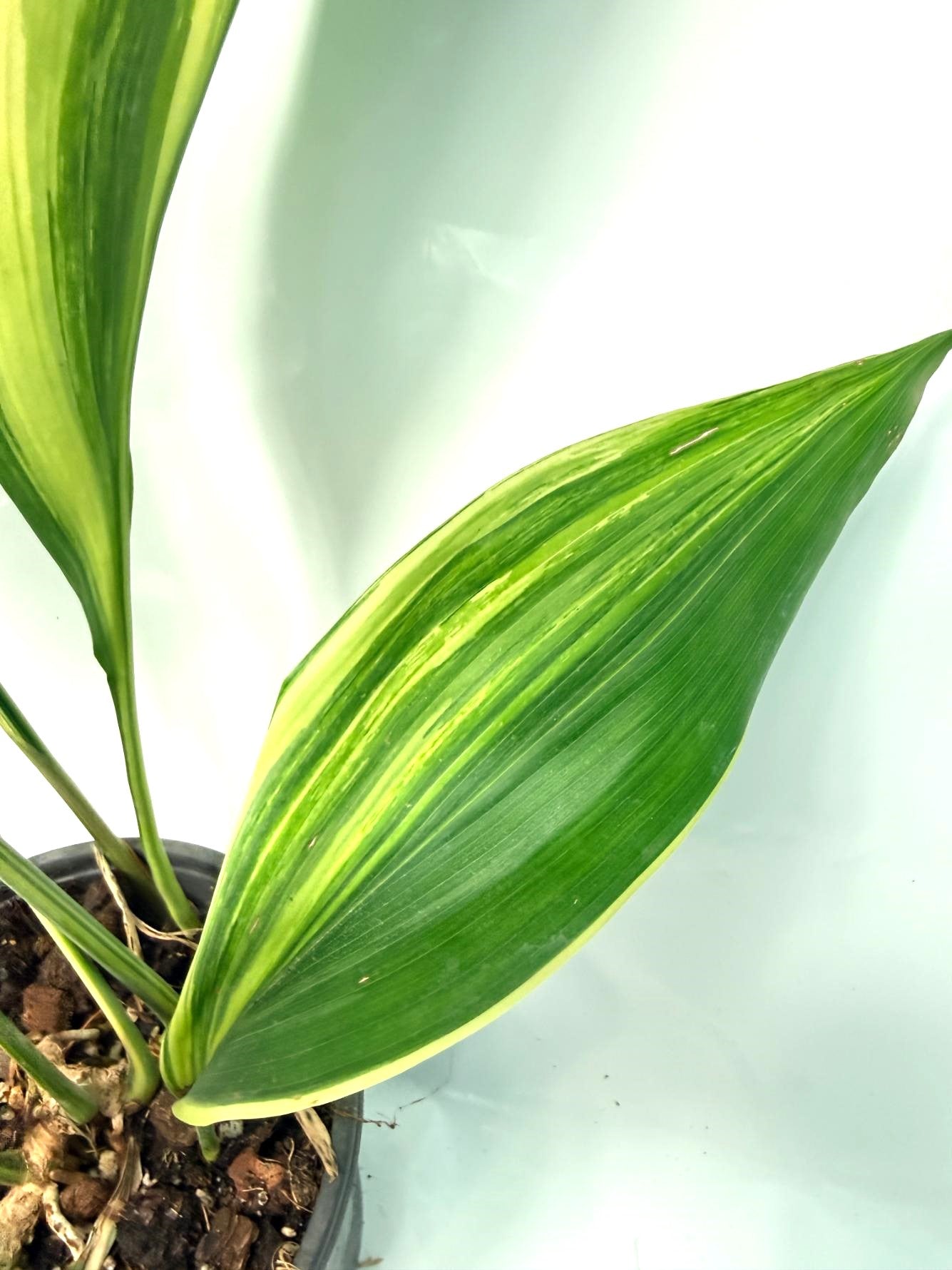 Aspidistra Elatior Variegata