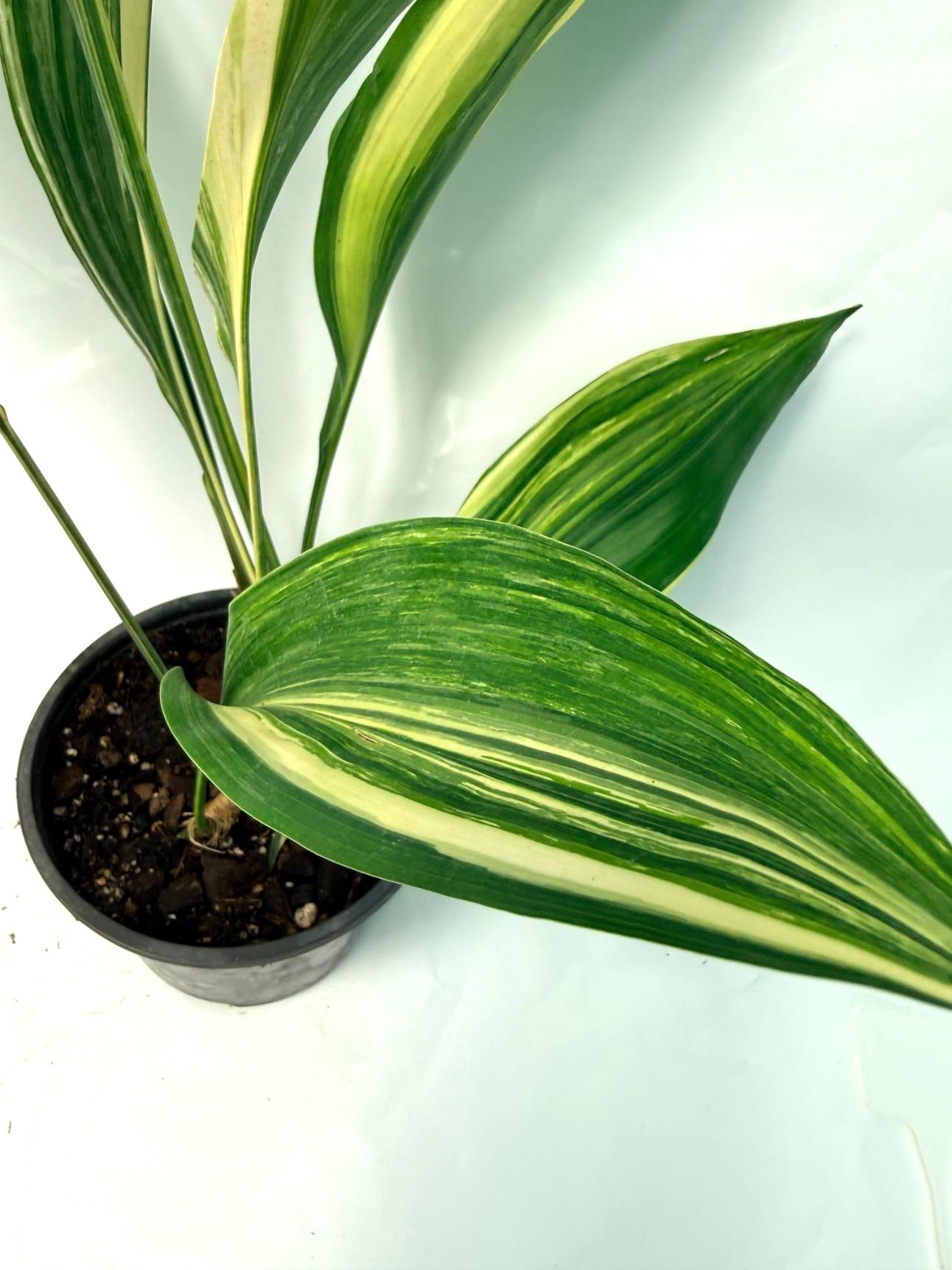 Aspidistra Elatior Variegata