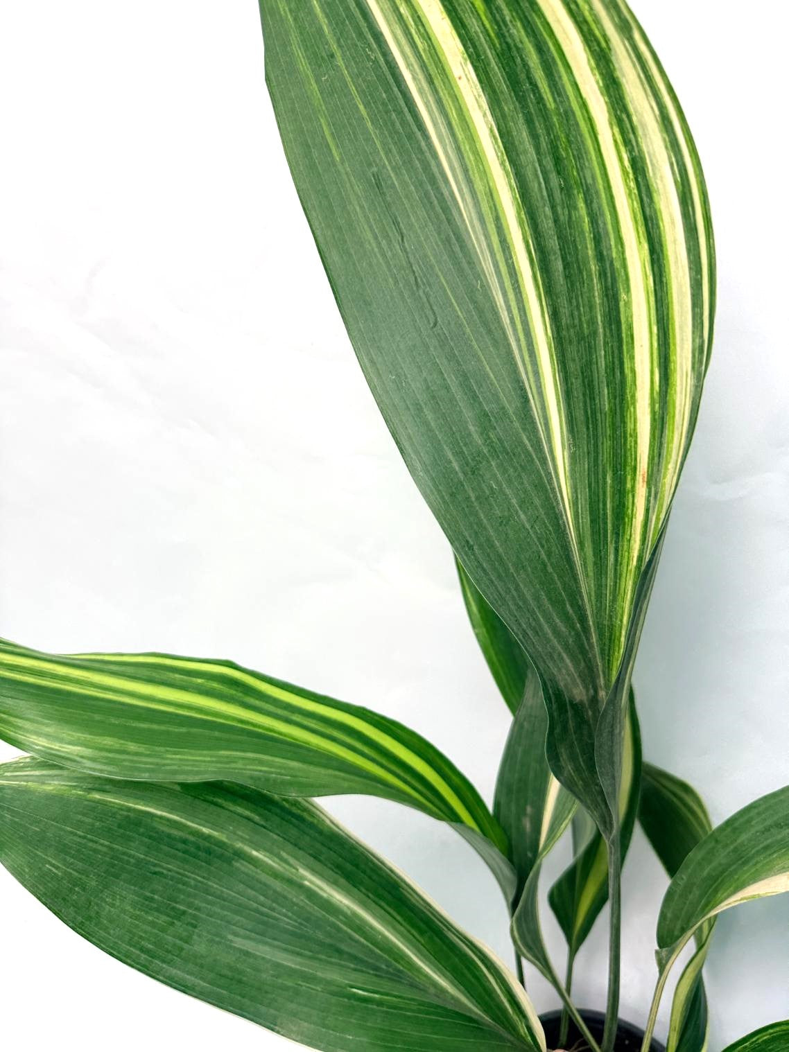 Aspidistra Elatior Variegata