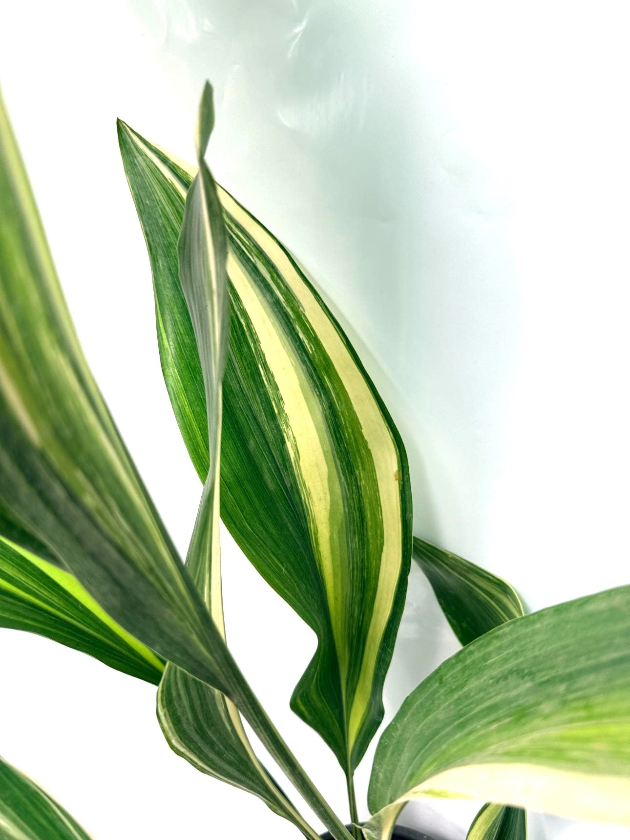 Aspidistra Elatior Variegata