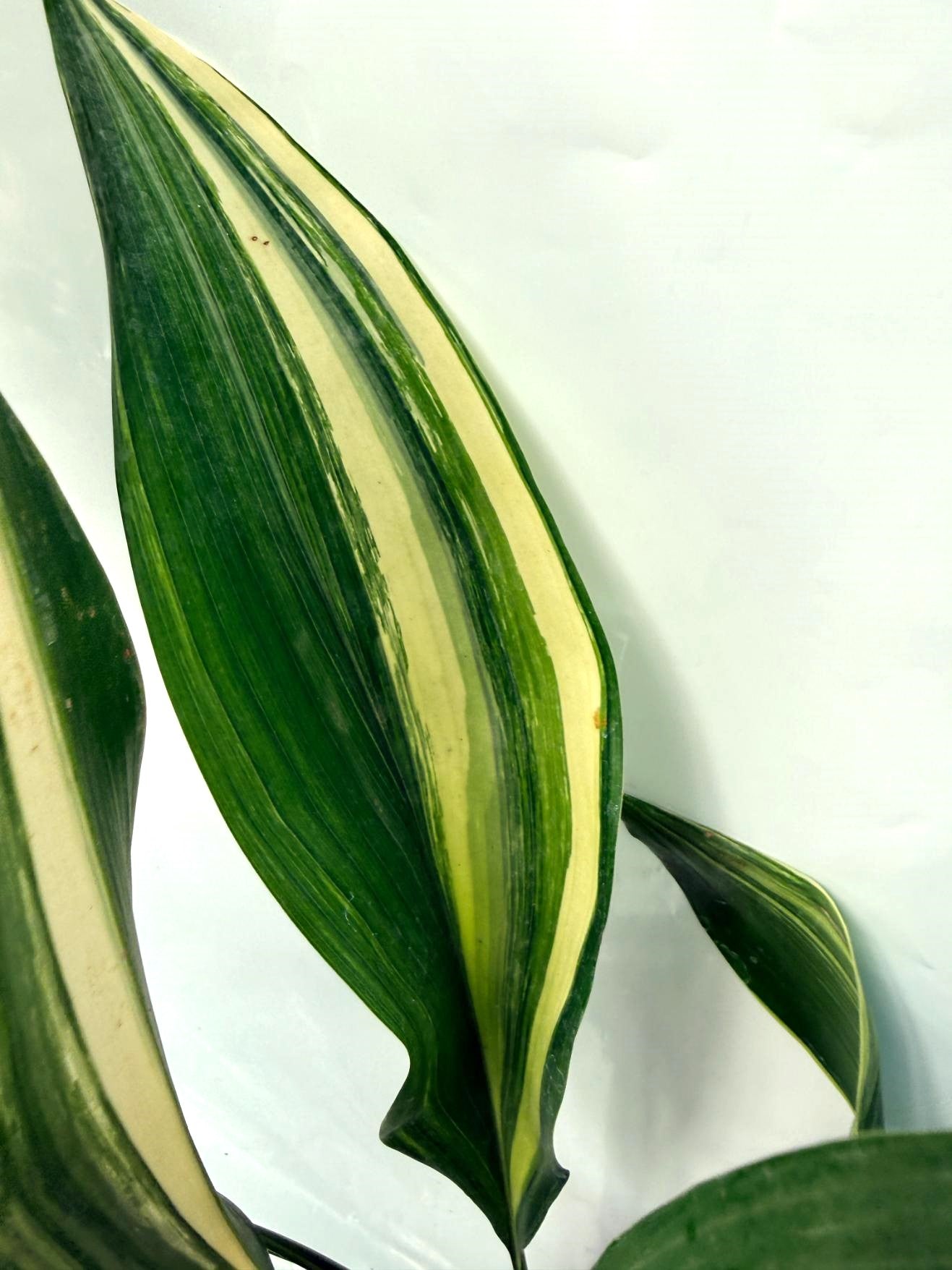 Aspidistra Elatior Variegata