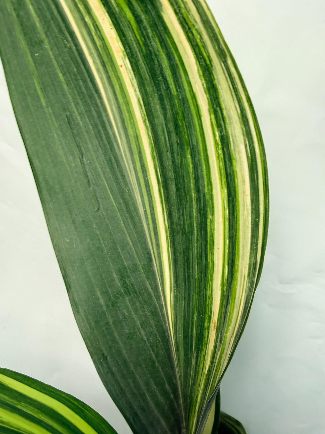 Aspidistra Elatior Variegata