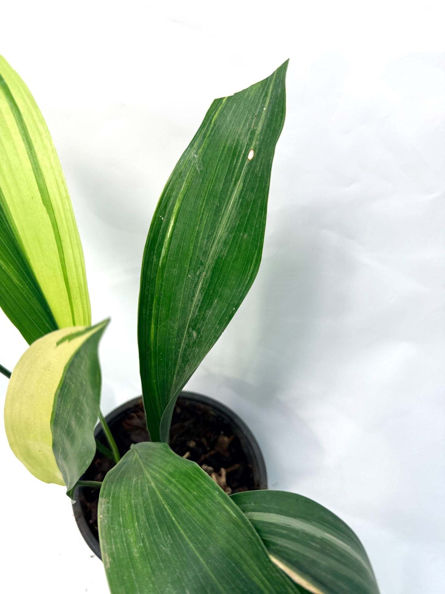 Aspidistra Elatior Variegata 