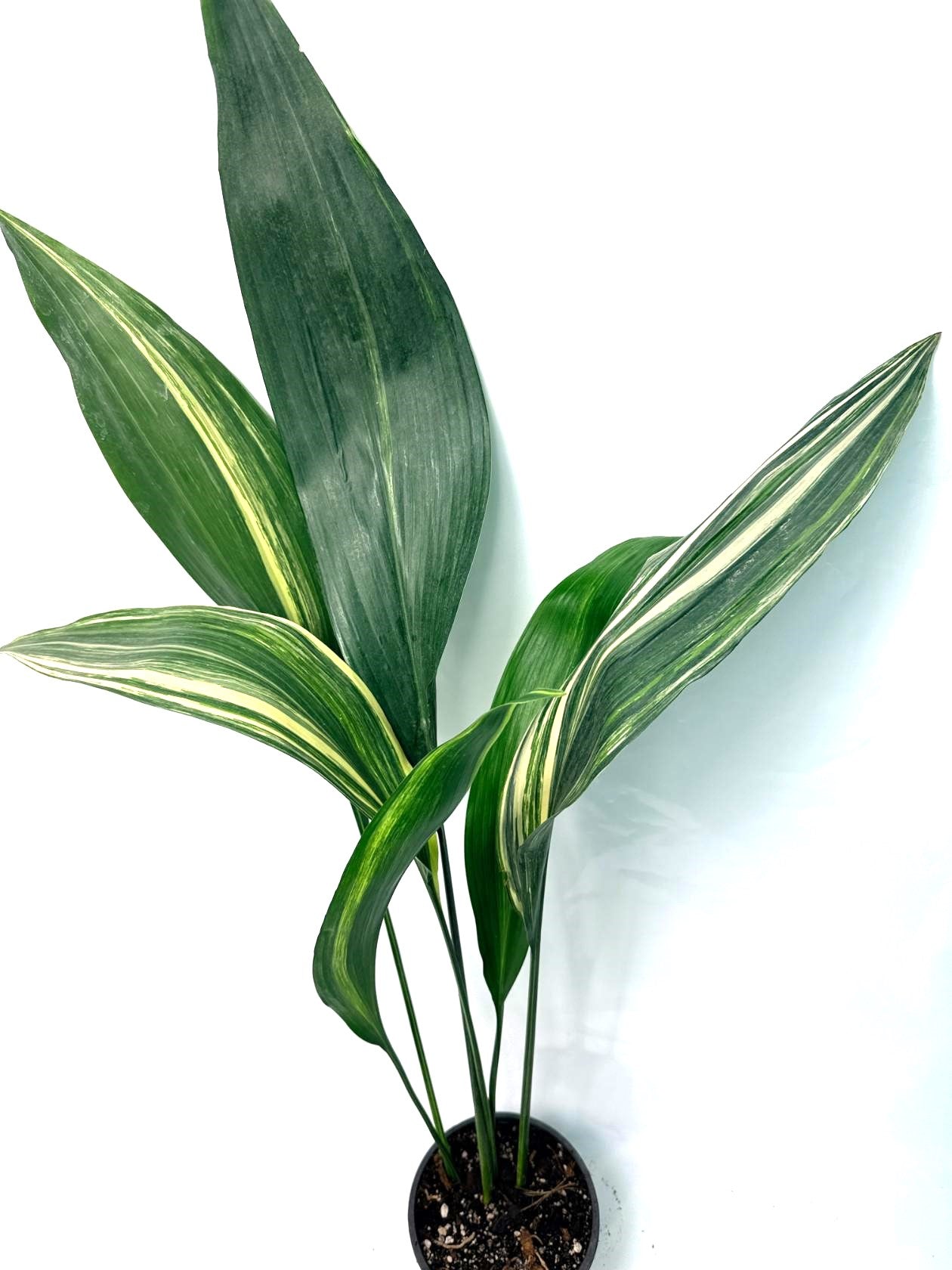 Aspidistra Elatior Variegata 