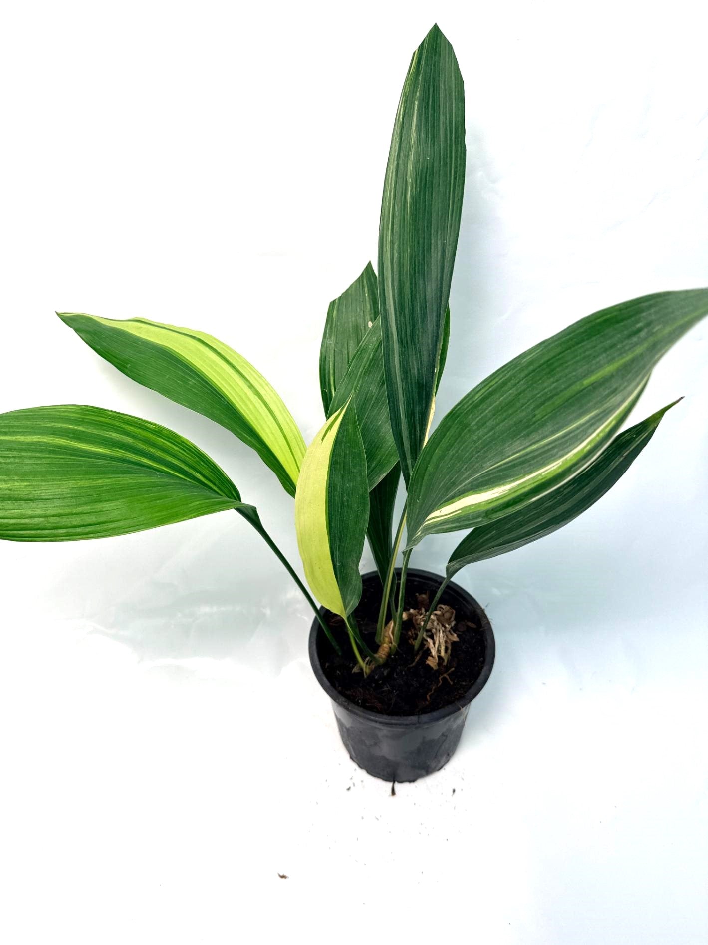 Aspidistra Elatior Variegata 