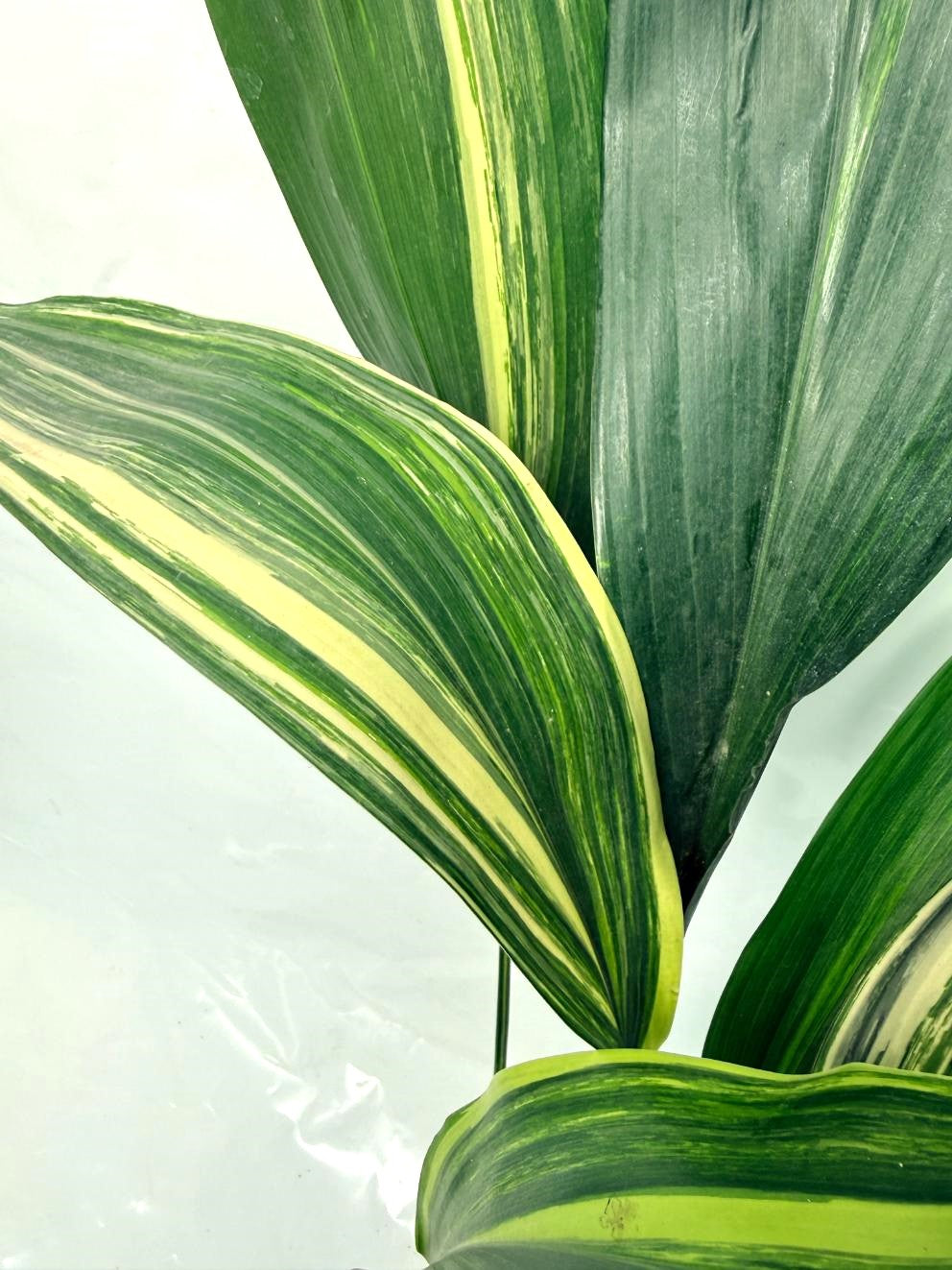 Aspidistra Elatior Variegata 