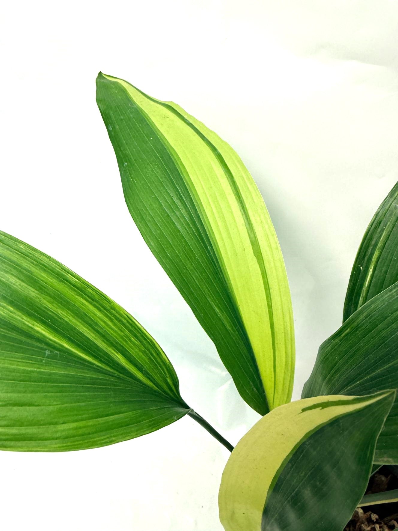 Aspidistra Elatior Variegata 