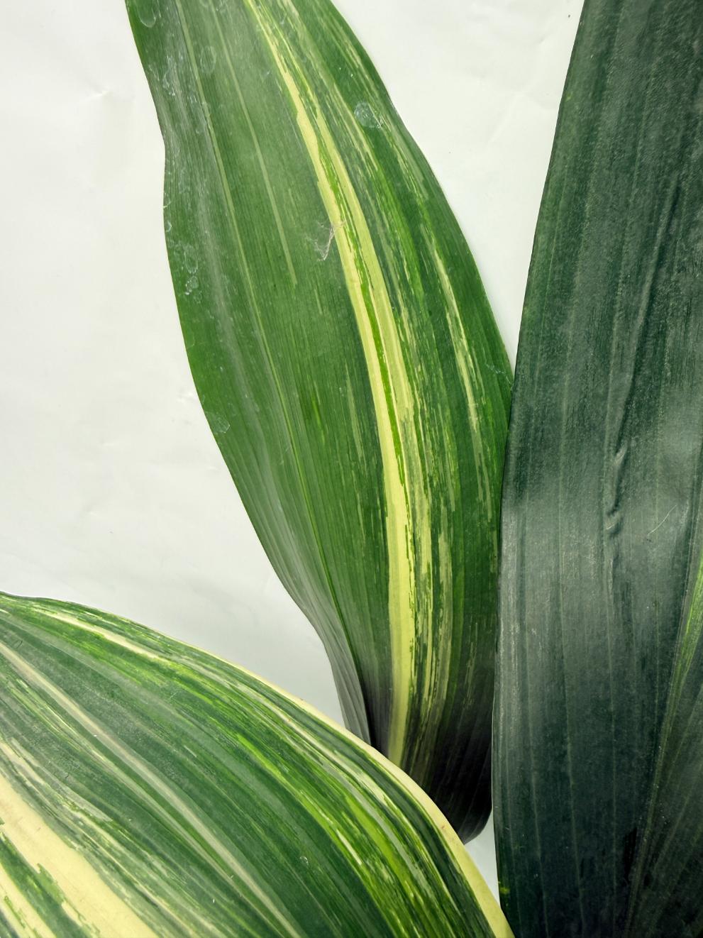 Aspidistra Elatior Variegata 