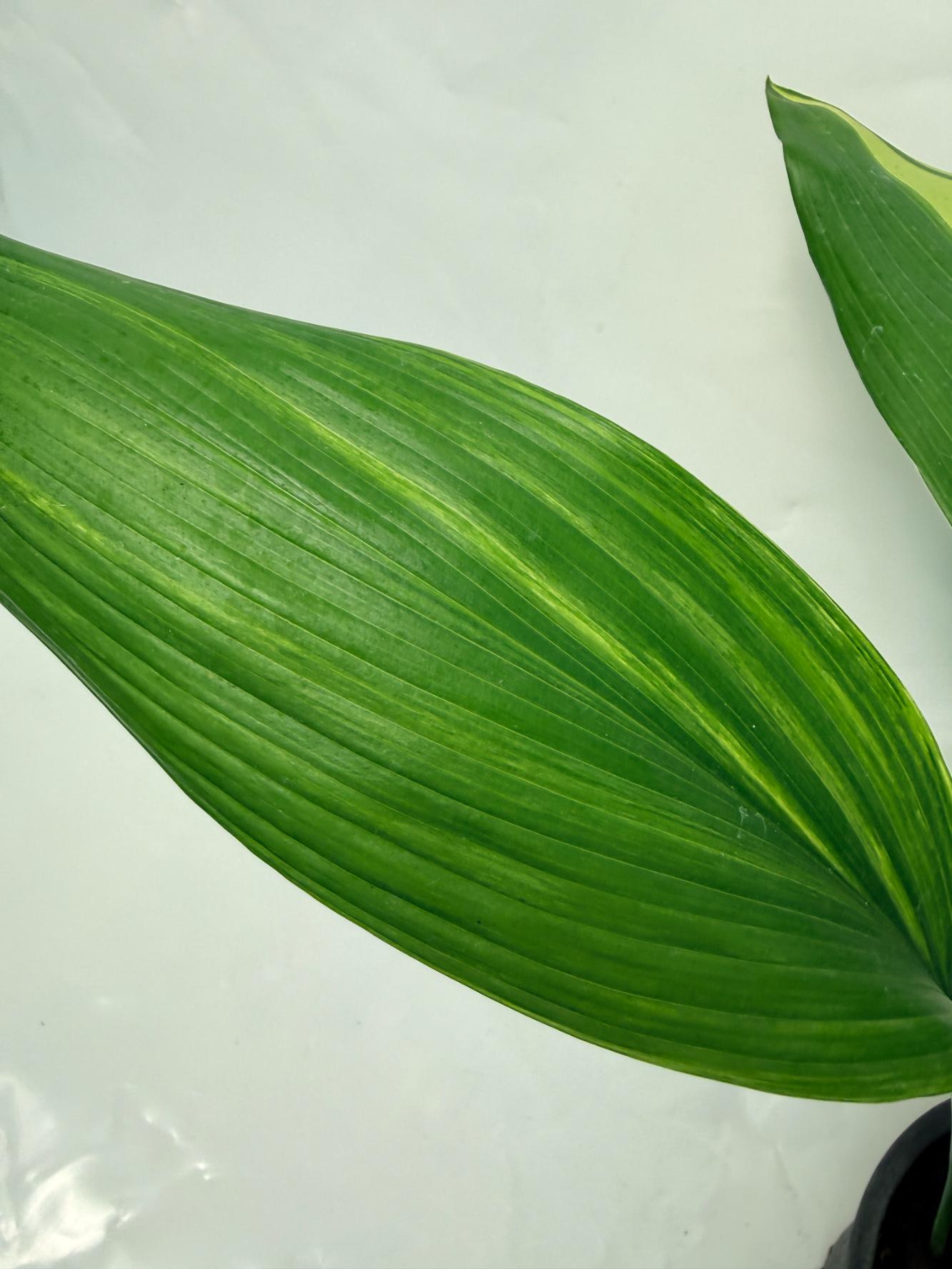 Aspidistra Elatior Variegata 