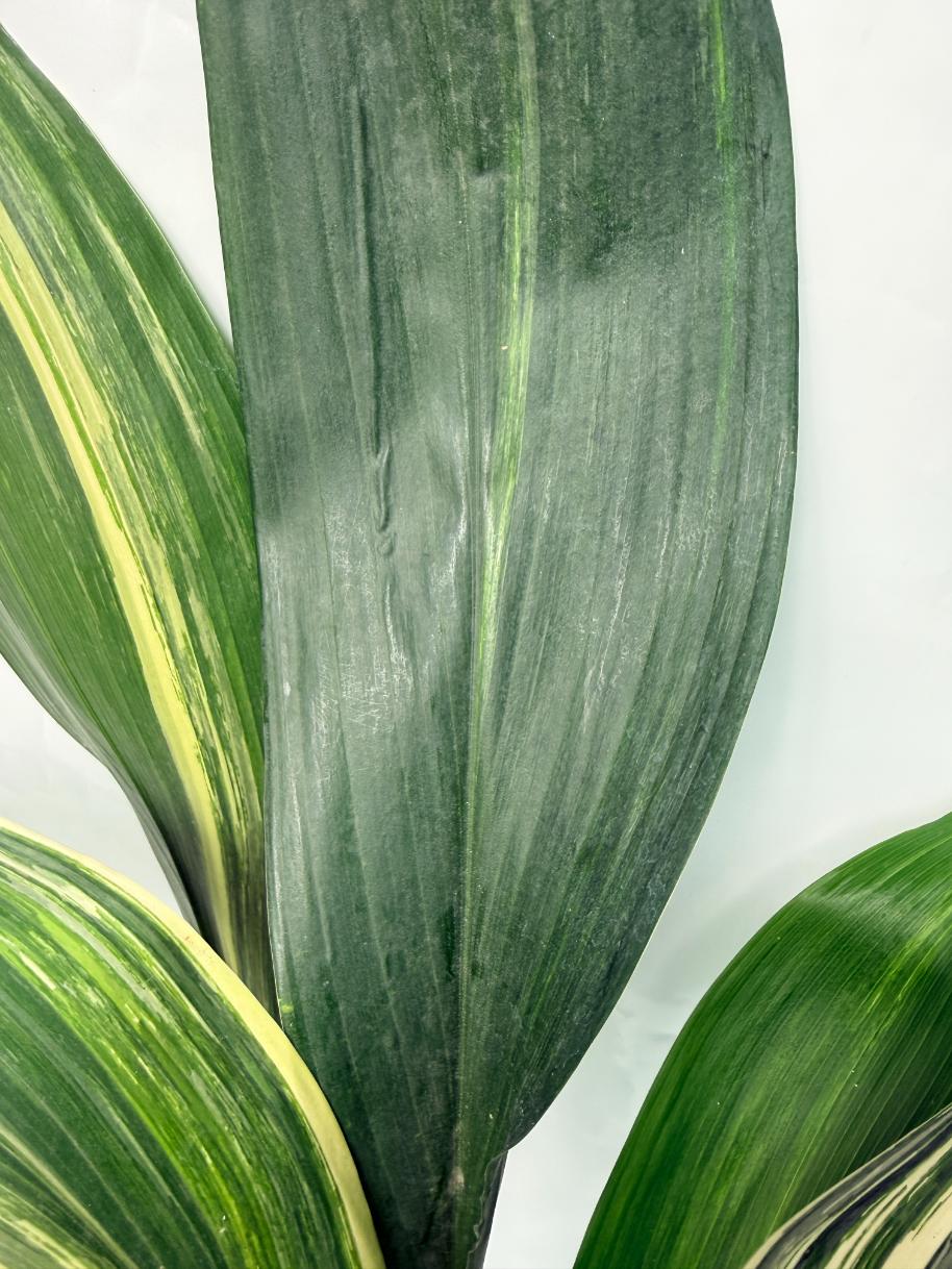 Aspidistra Elatior Variegata 