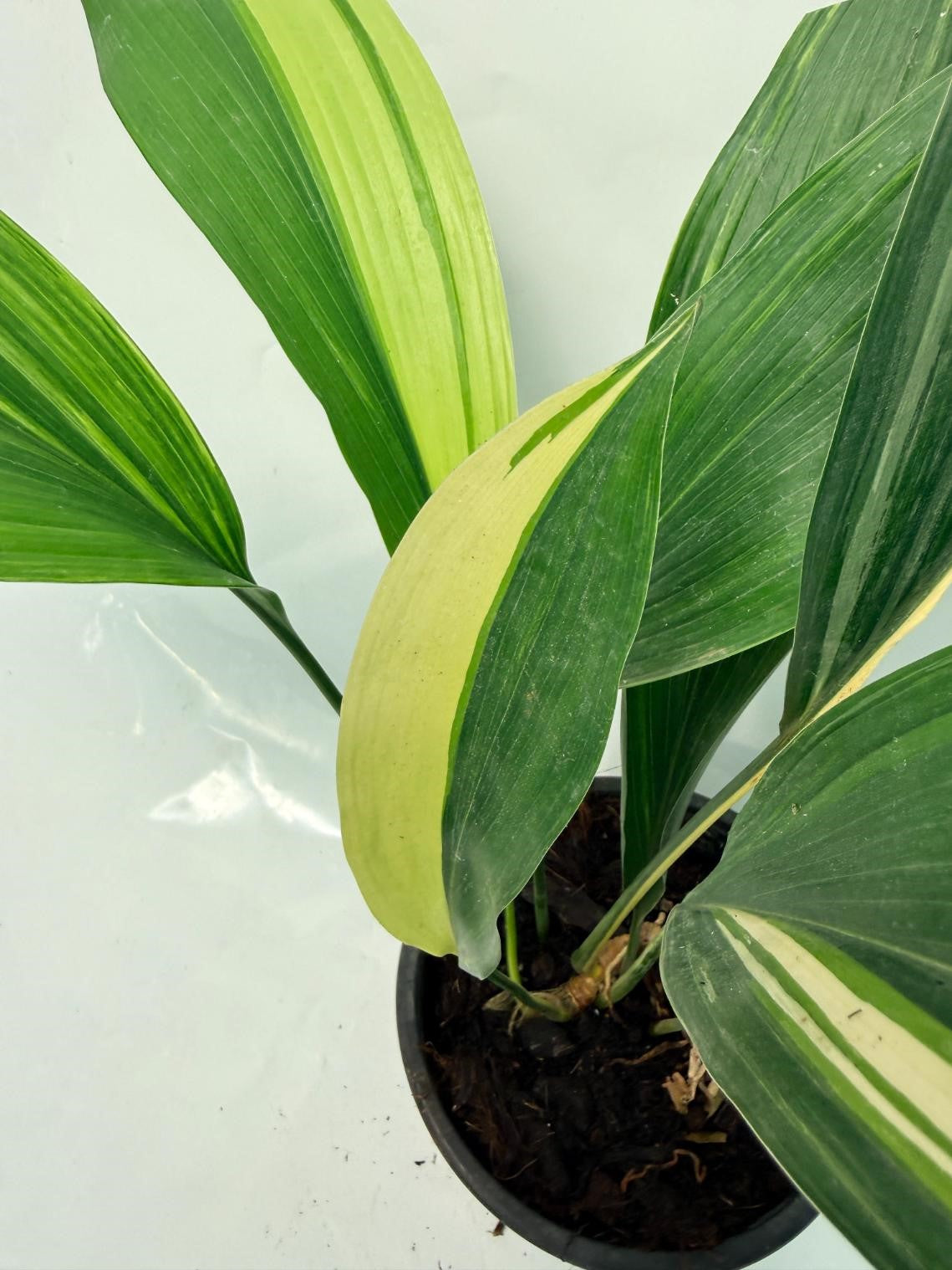 Aspidistra Elatior Variegata 