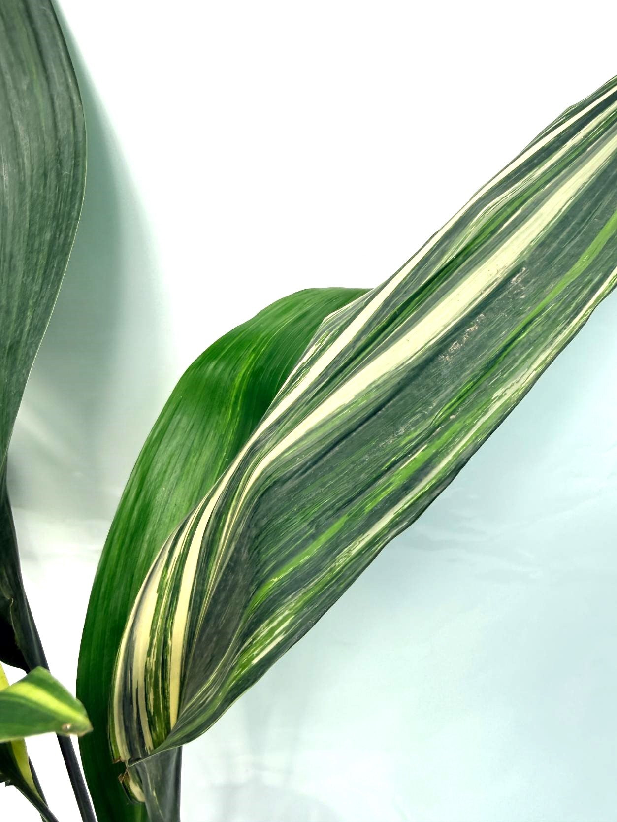 Aspidistra Elatior Variegata 