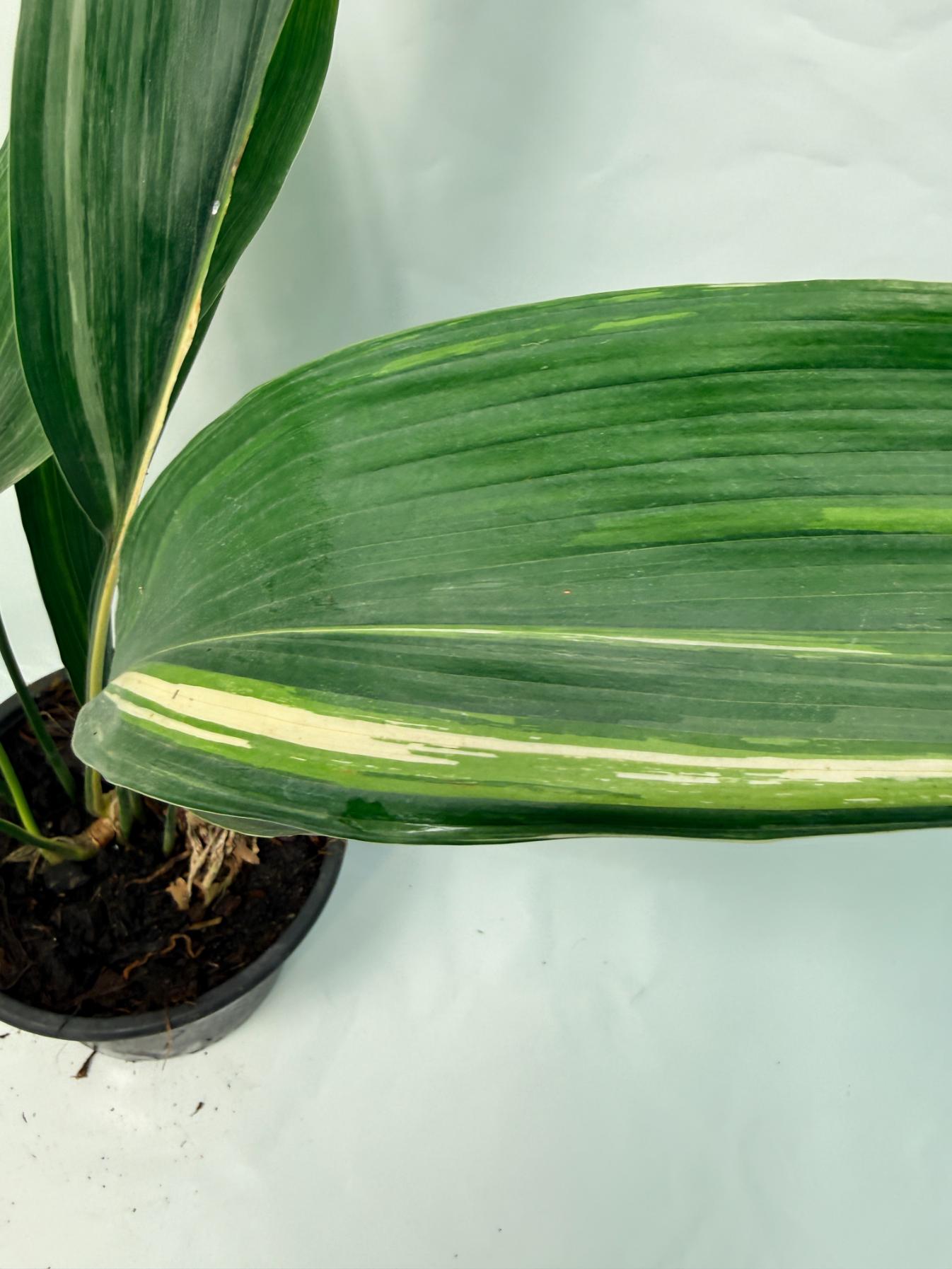 Aspidistra Elatior Variegata 