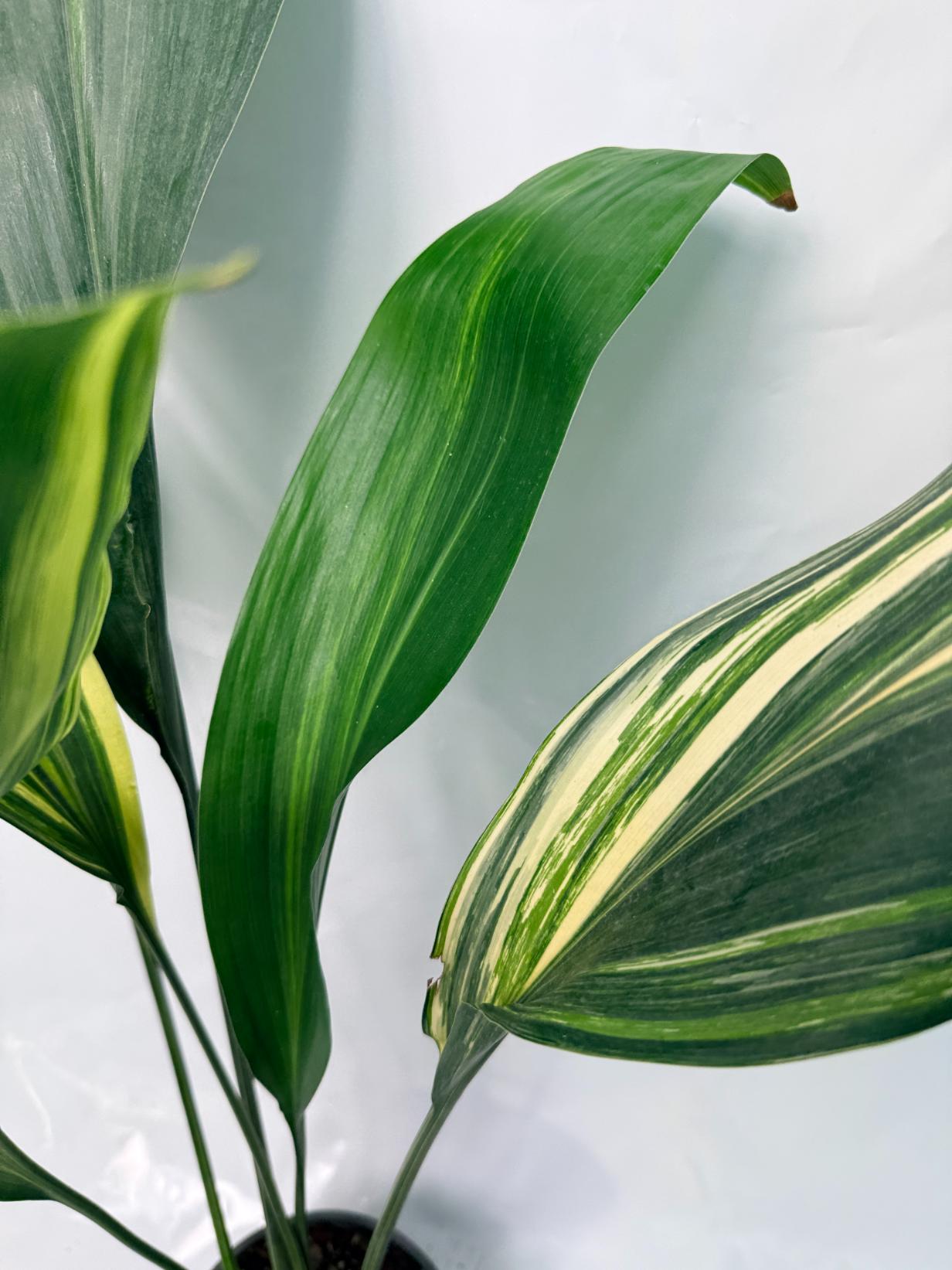 Aspidistra Elatior Variegata 