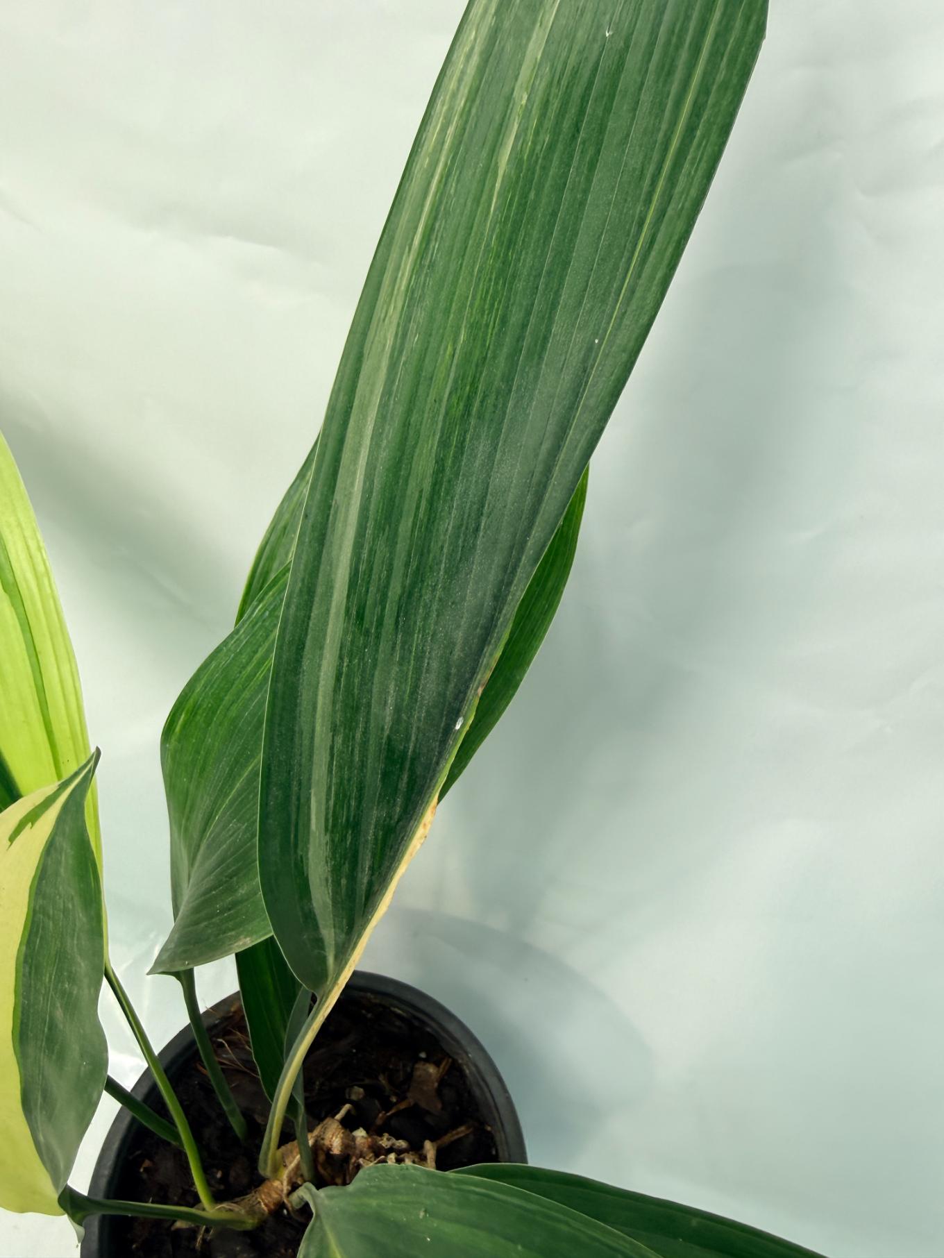Aspidistra Elatior Variegata 