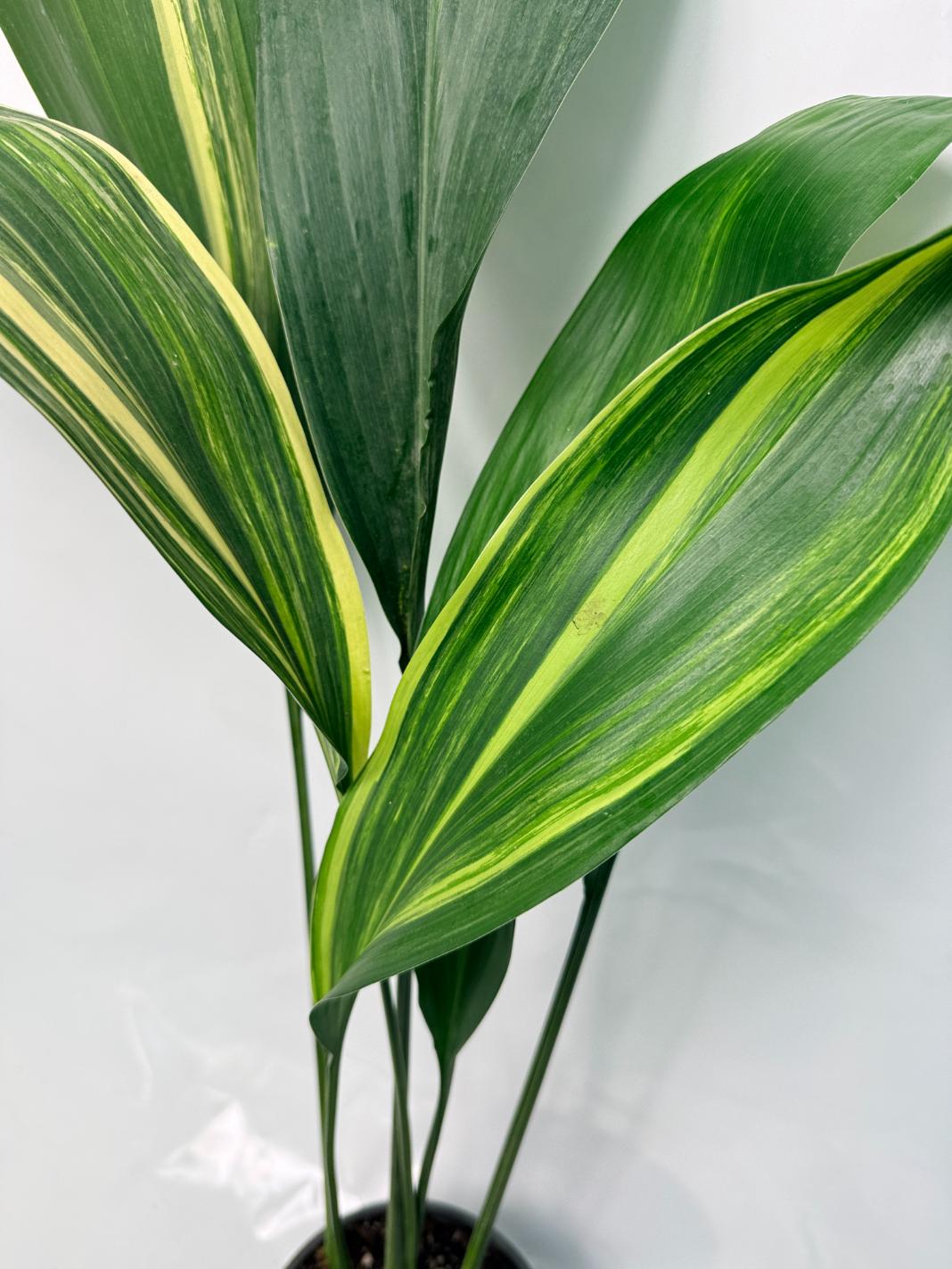 Aspidistra Elatior Variegata 