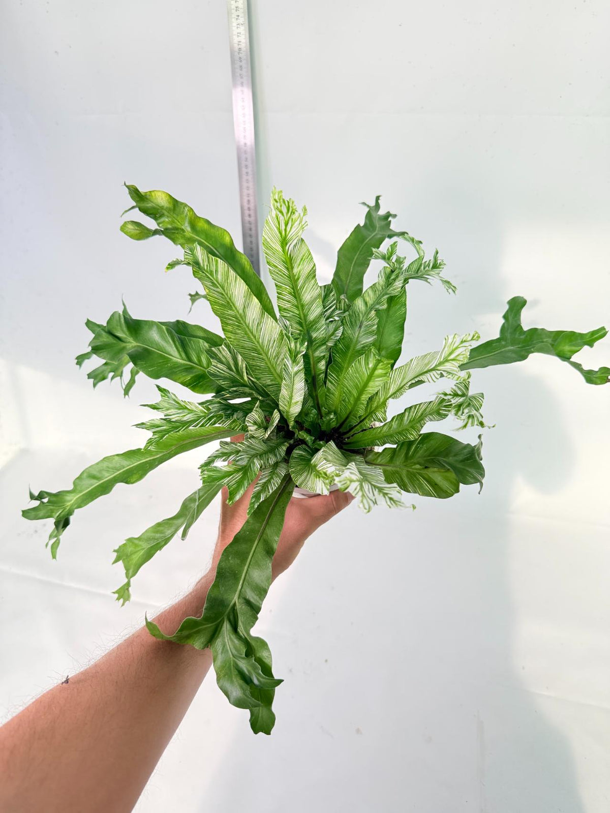 Asplenium Australasicum Variegata 5