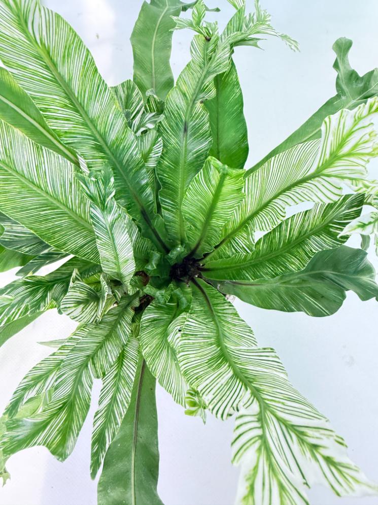 Asplenium Australasicum Variegata 1