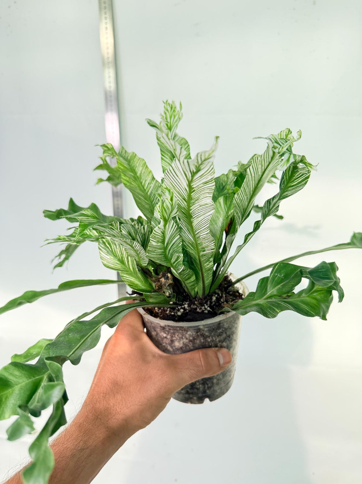 Asplenium Australasicum Variegata 7