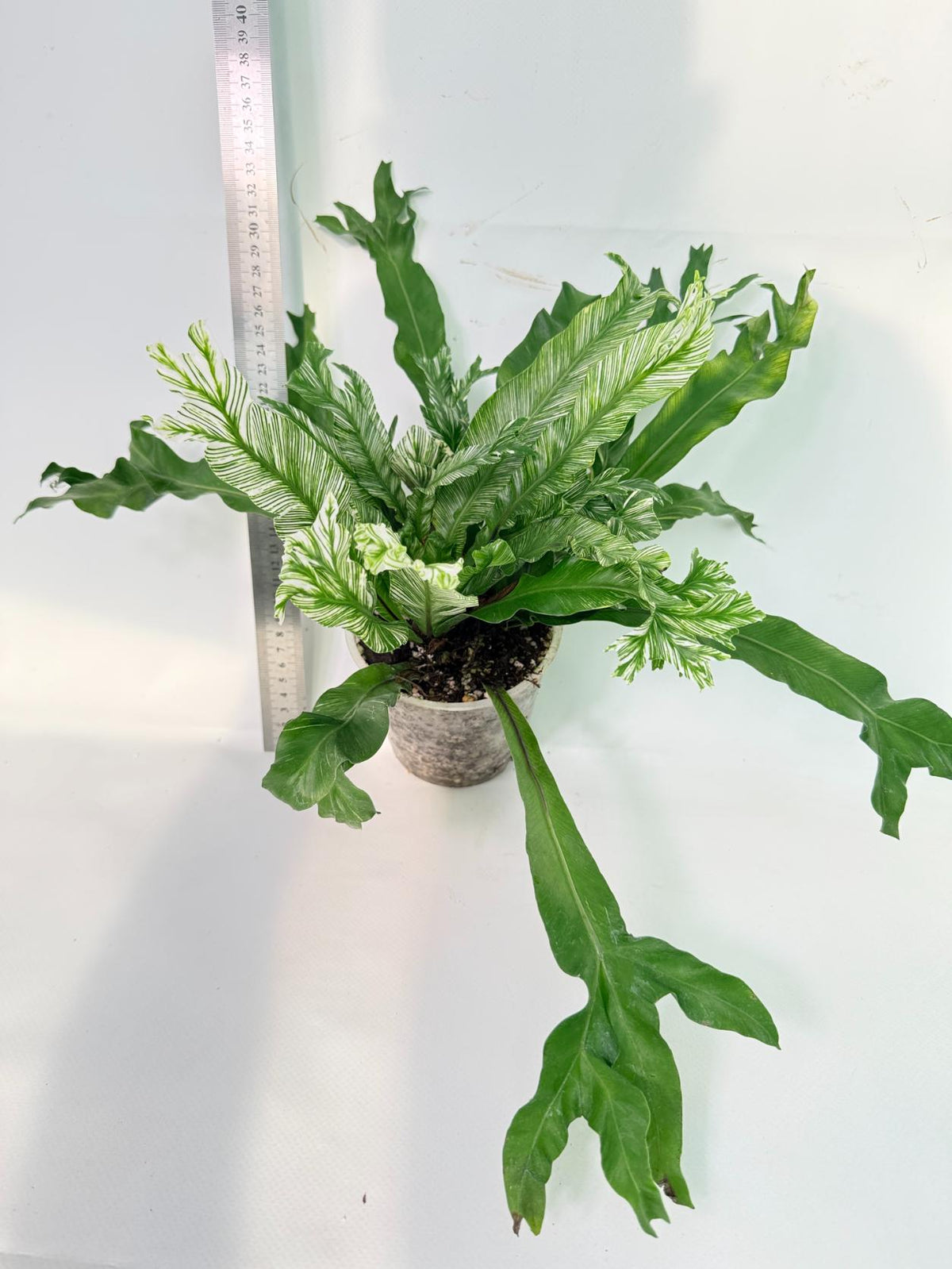 Asplenium Australasicum Variegata 3