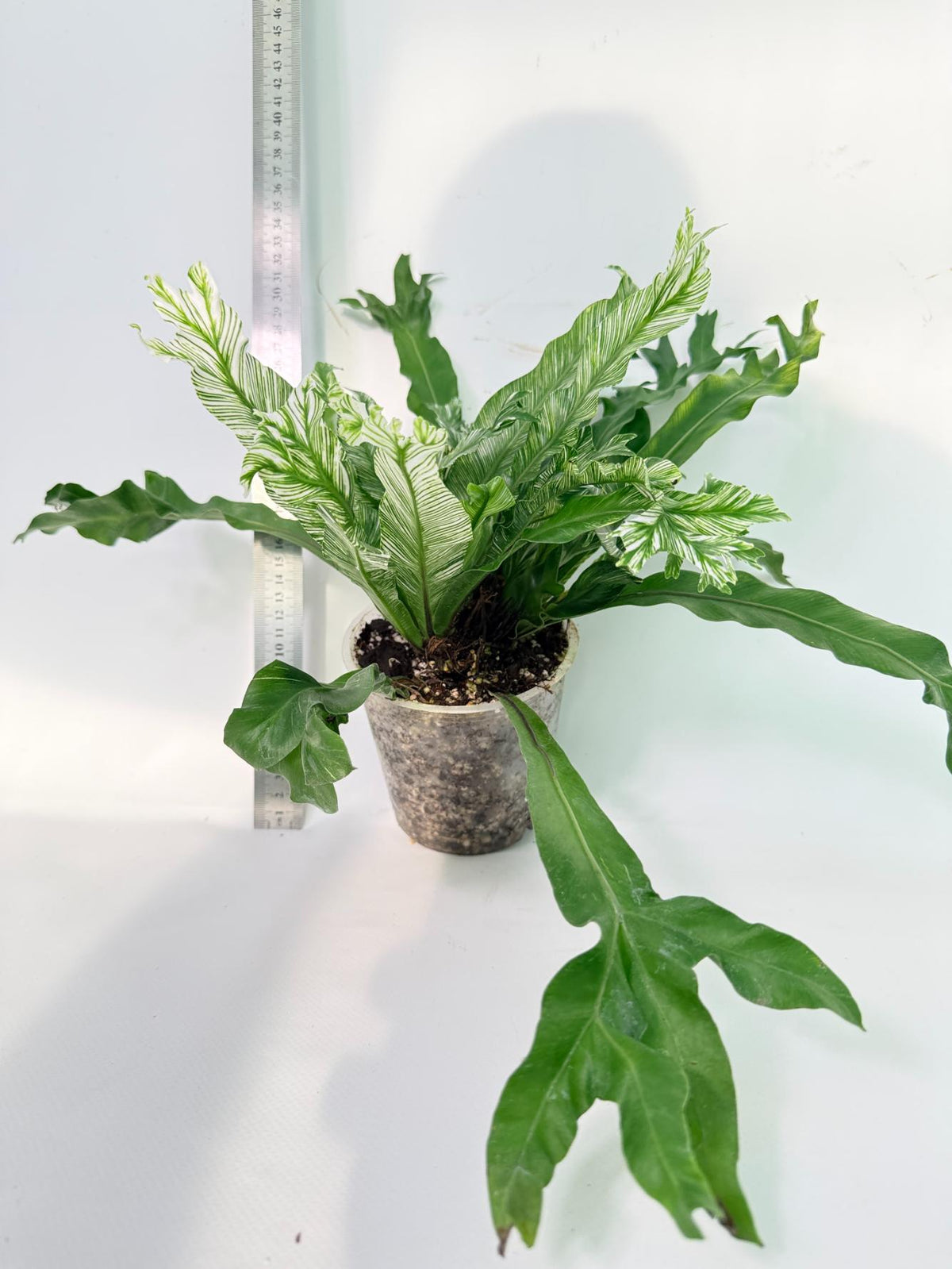 Asplenium Australasicum Variegata 8